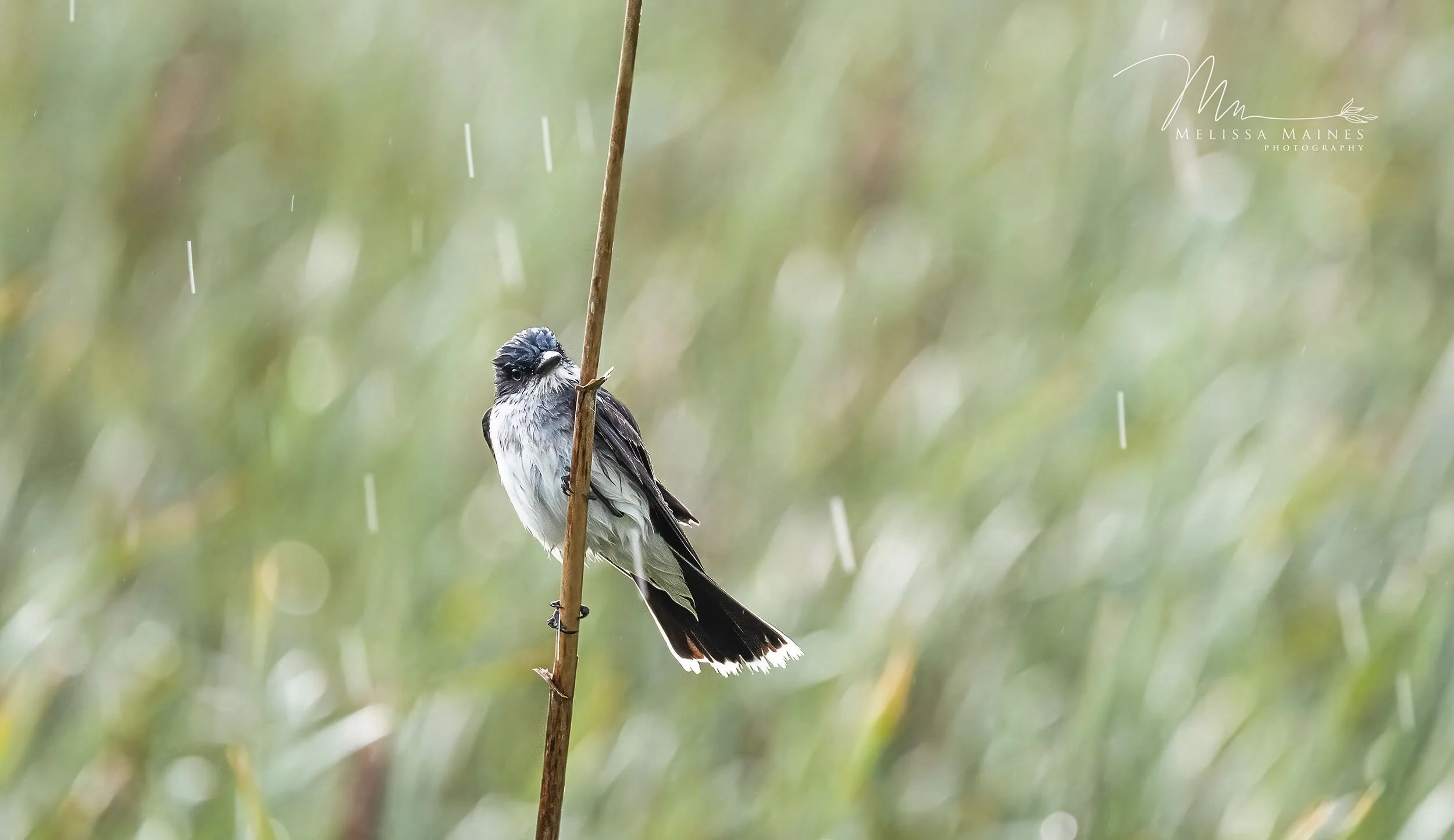 A gray and white bird in a rainstorm in North Carolina