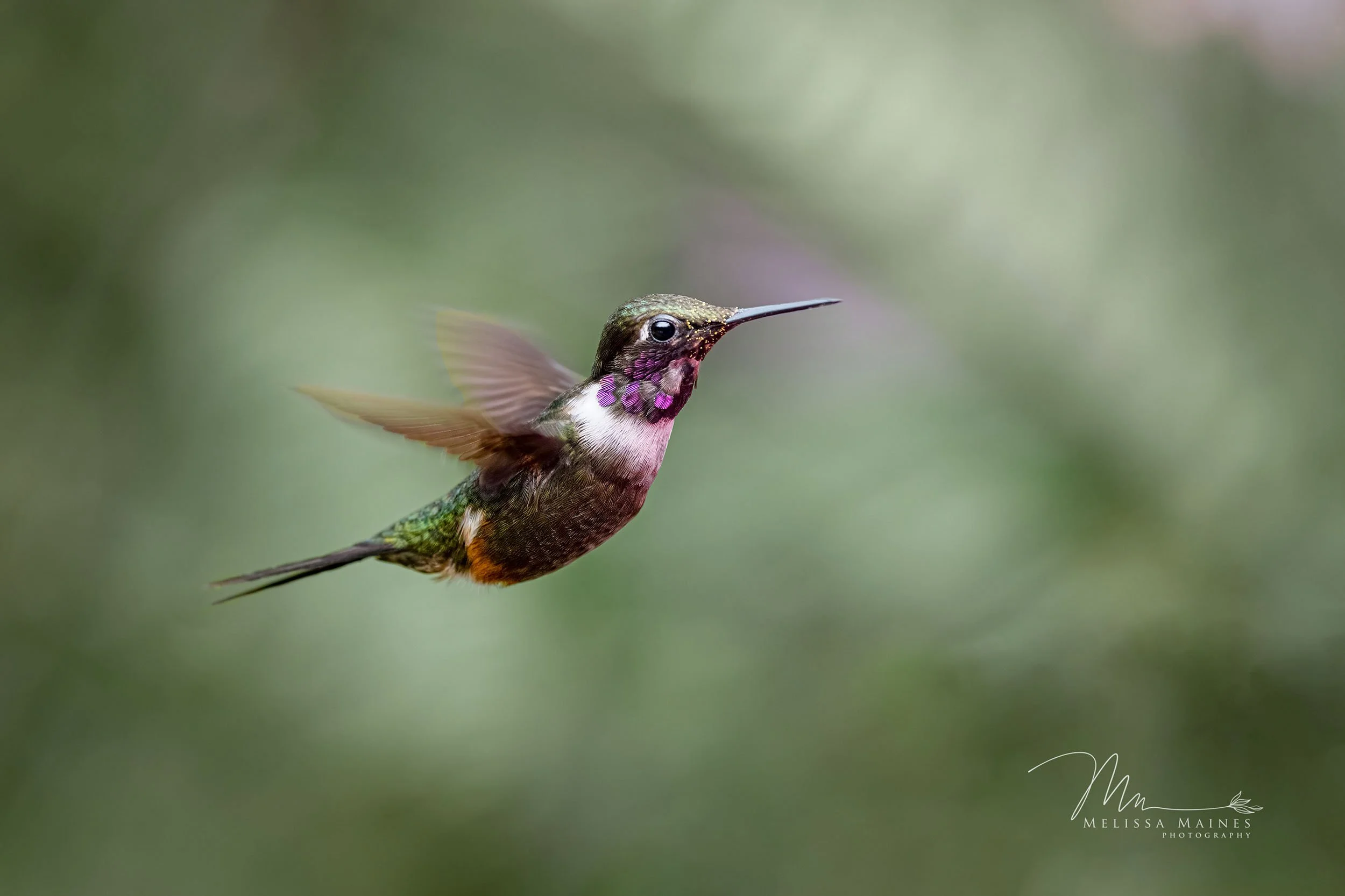 Purple throated hummingbird flying in Ecuador.