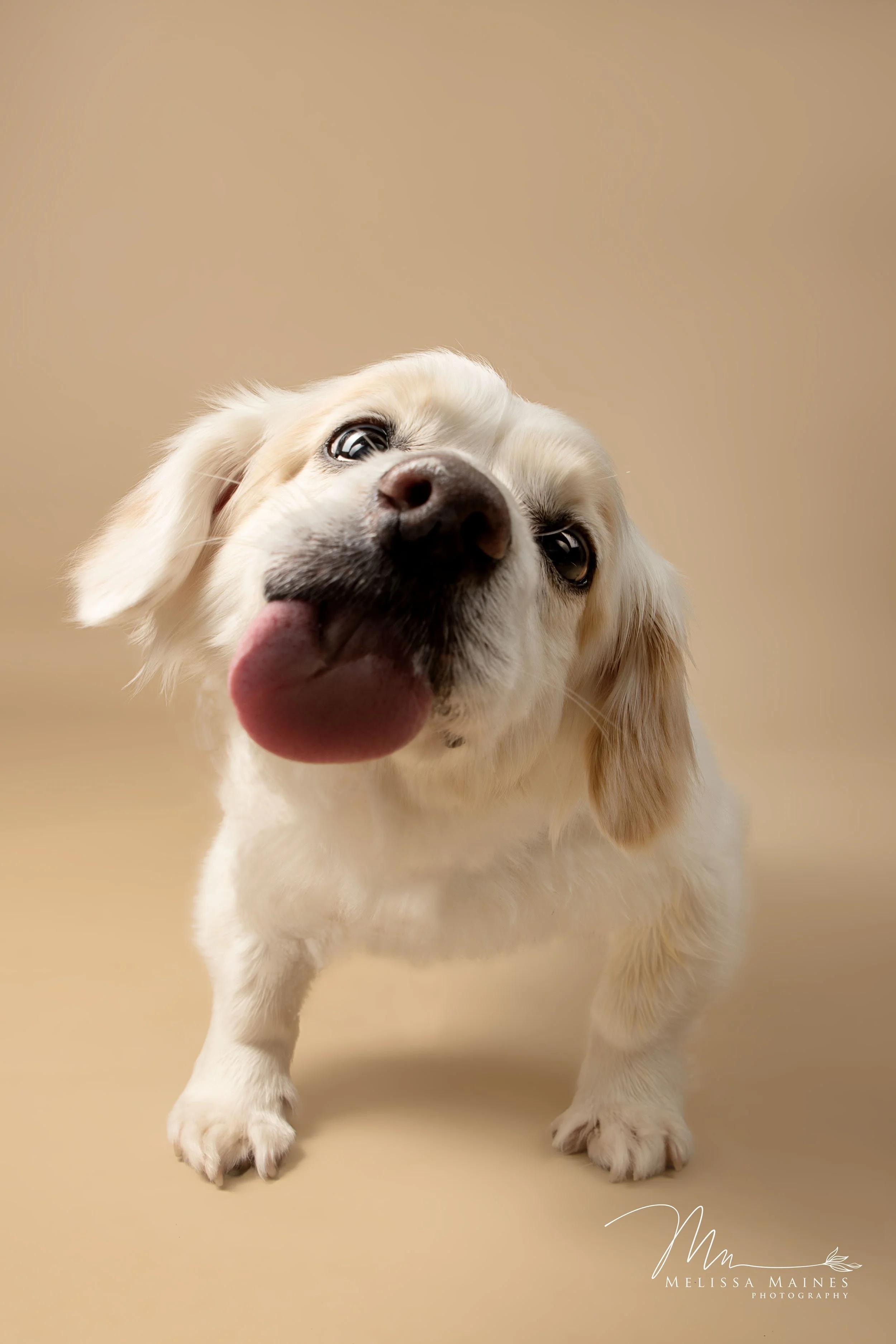 A cute, light-colored puppy with floppy ears and a big pink tongue sticking out, against a beige background.