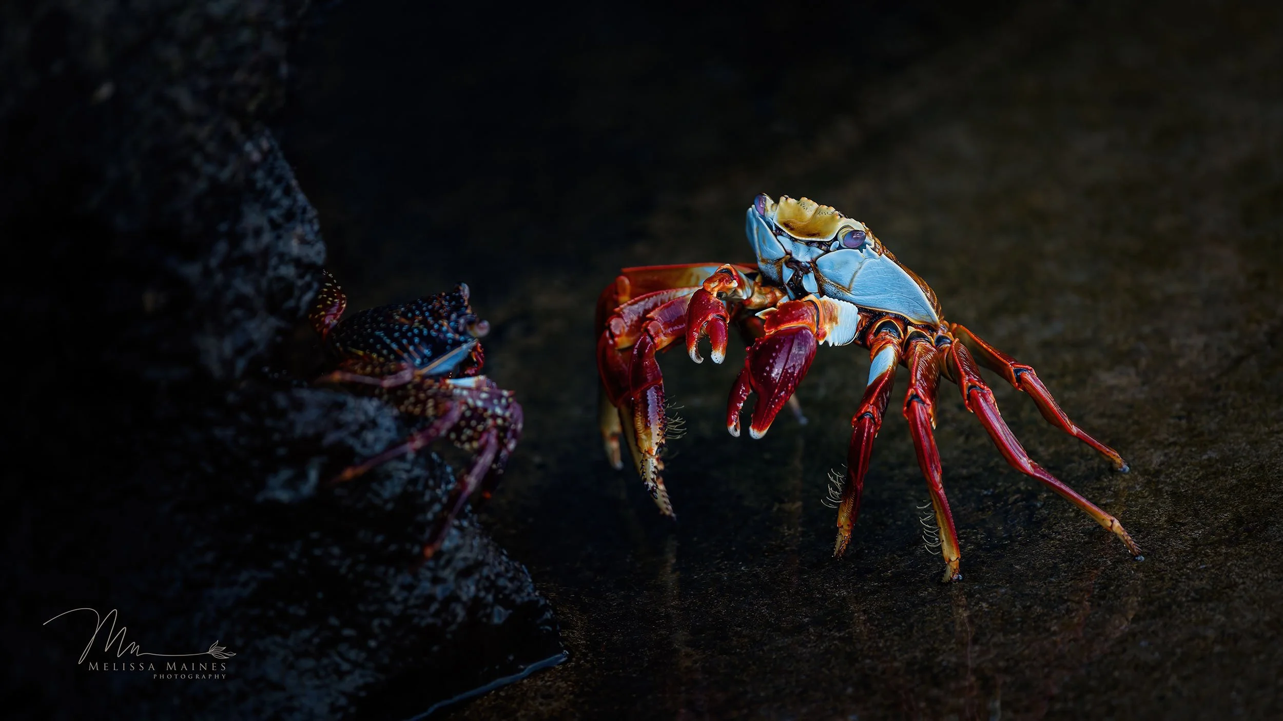 Sally Lightfoot crab in the Galapagos Islands