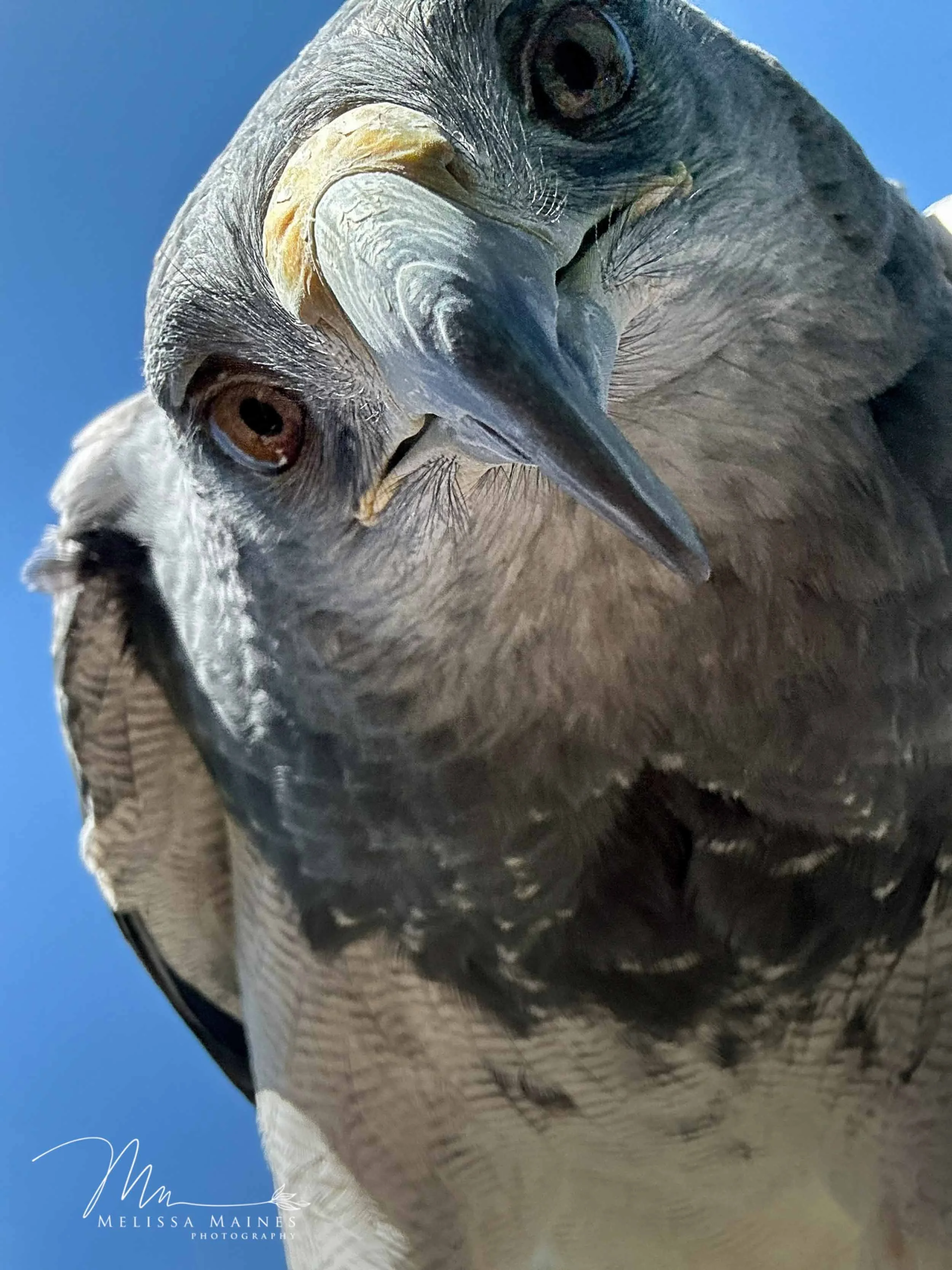 Have you ever seen an eagle take a selfie??