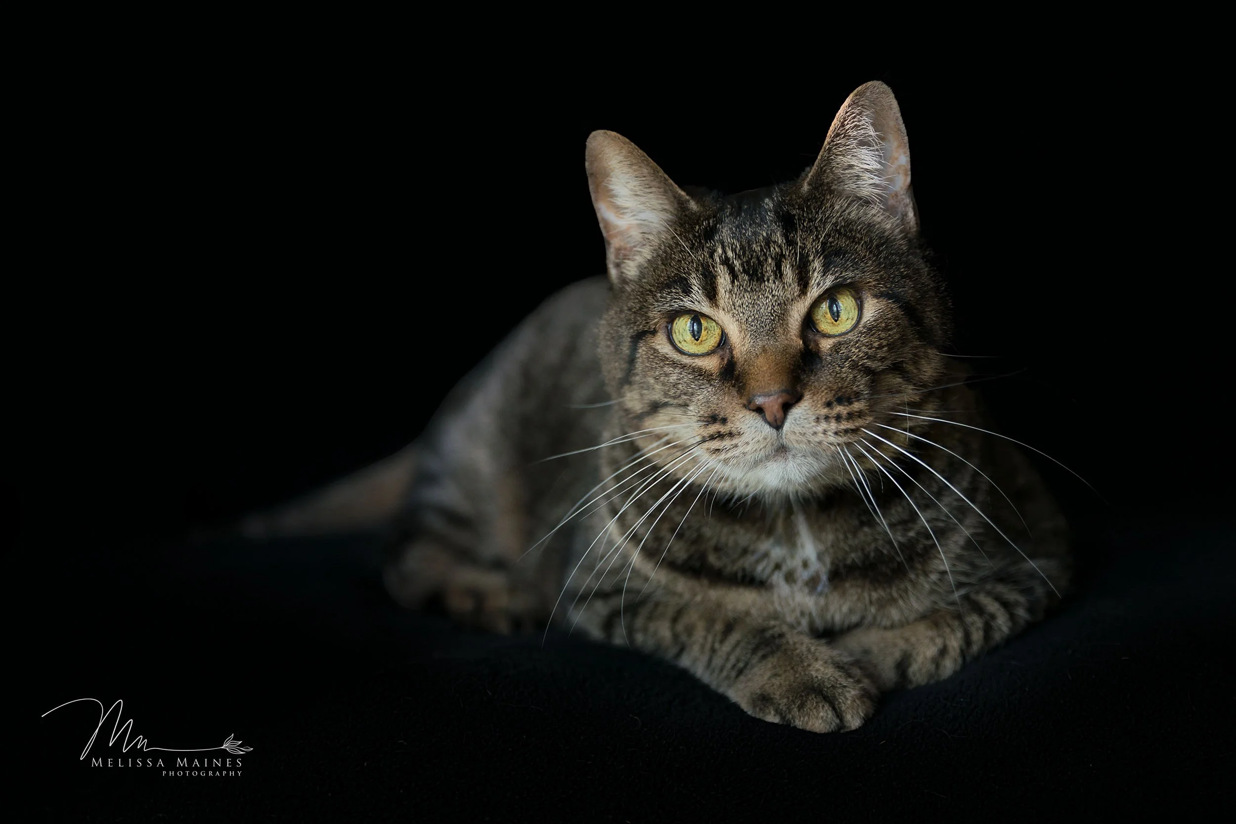 A tabby cat with yellow eyes lying on a black surface against a black background.