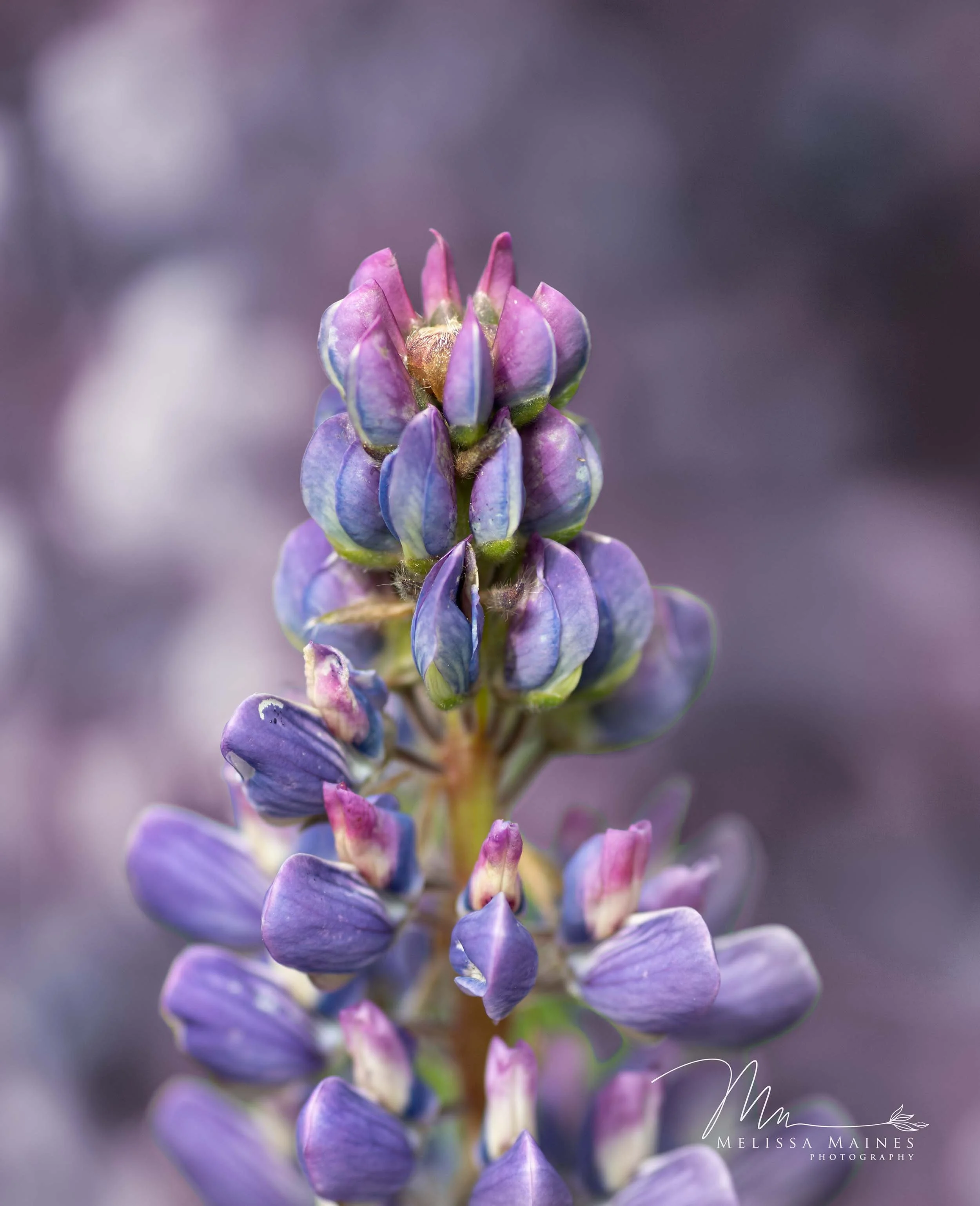 Close-up of a purple lupine flower with clusters of small, tightly packed petals on a tall stem.