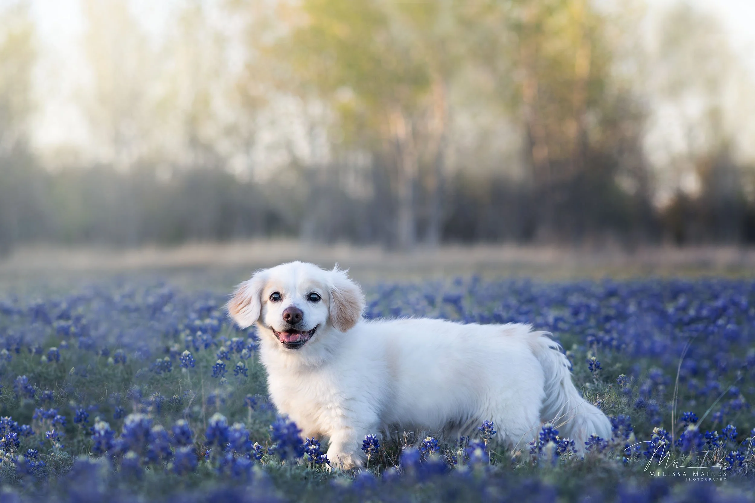 A small white dog lying in a field of bluebonnet flowers with a blurred background of trees.
