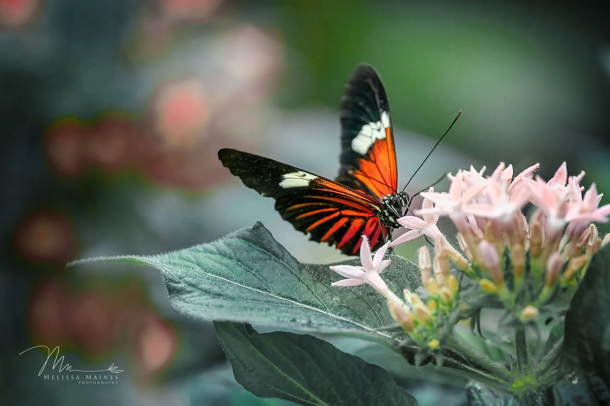 A Helioconius butterfly with black, white, and orange wings perched on a cluster of light pink flowers.