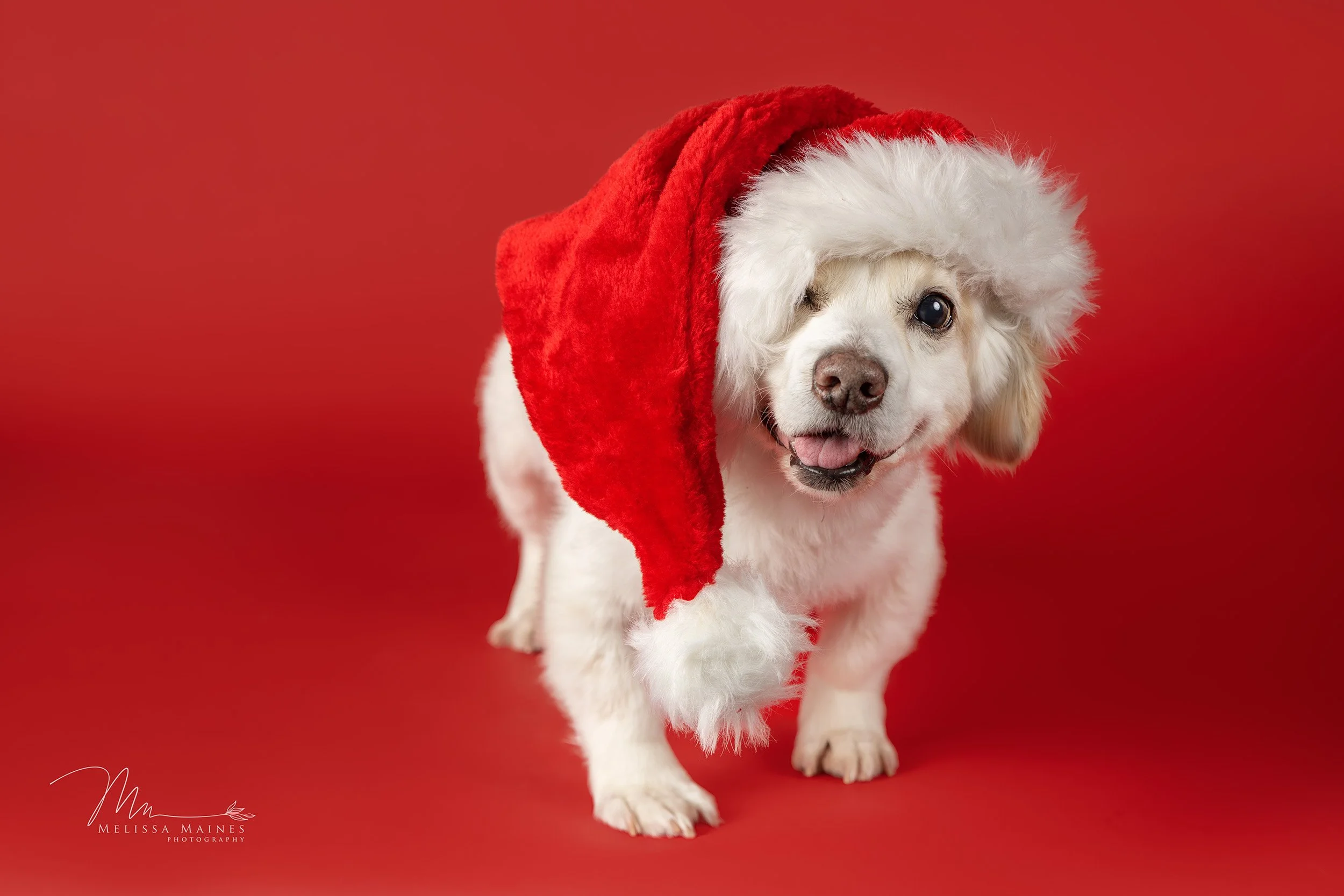 A small white dog with long fur wearing a red Santa hat, standing against a red background.