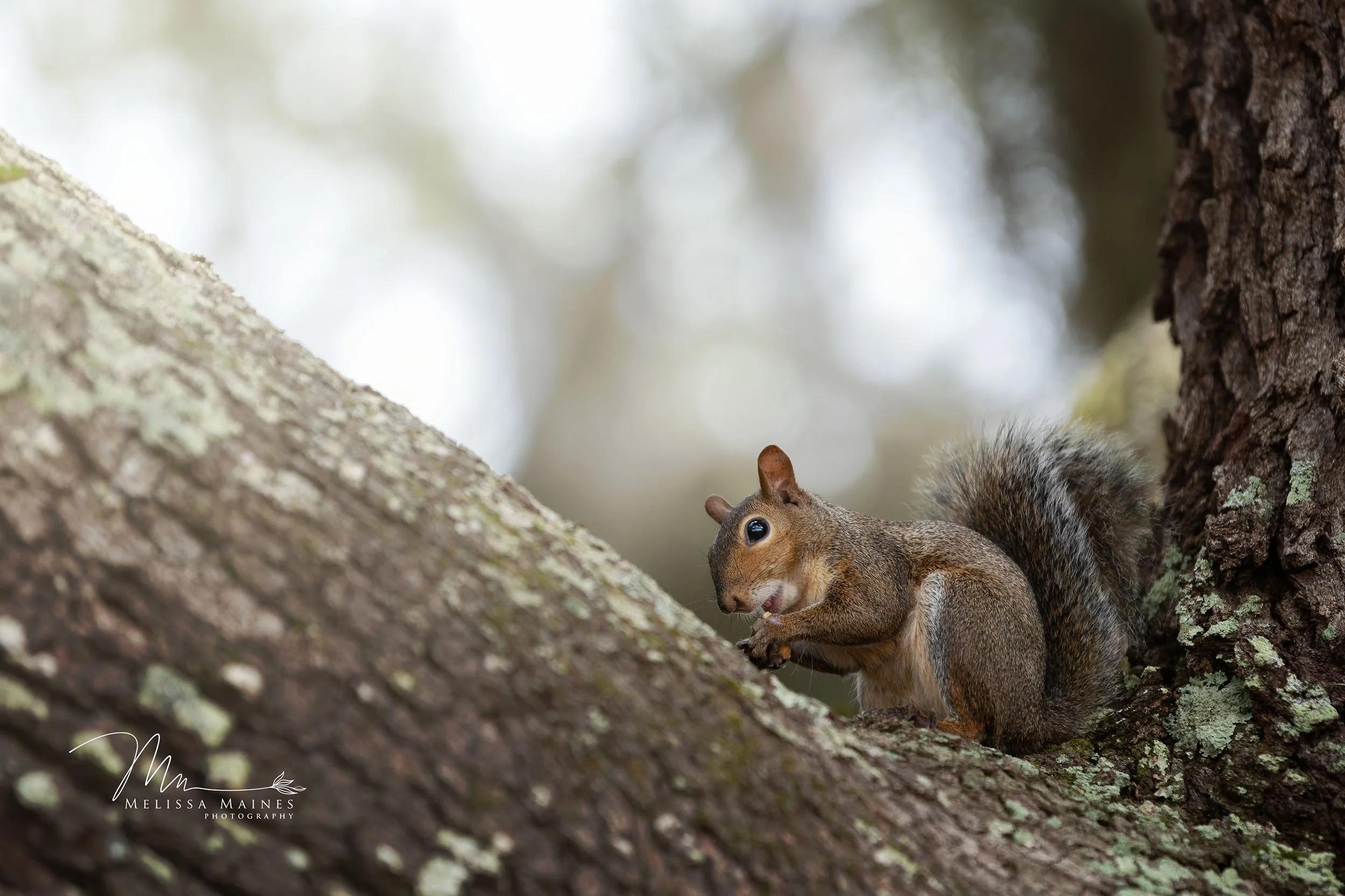Gray squirrel in a park in Hilton Head