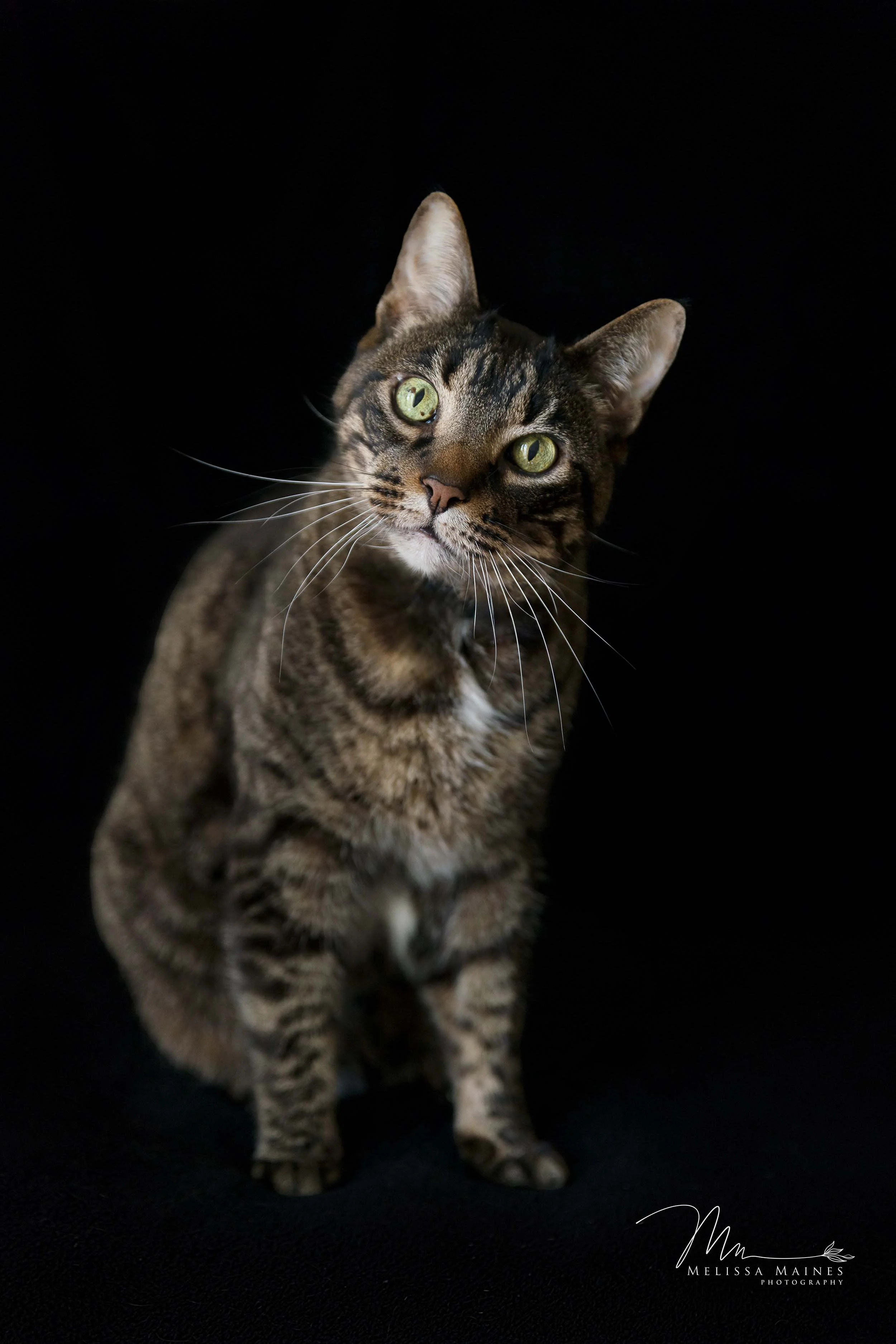 A tabby cat with green eyes sitting against a black background.