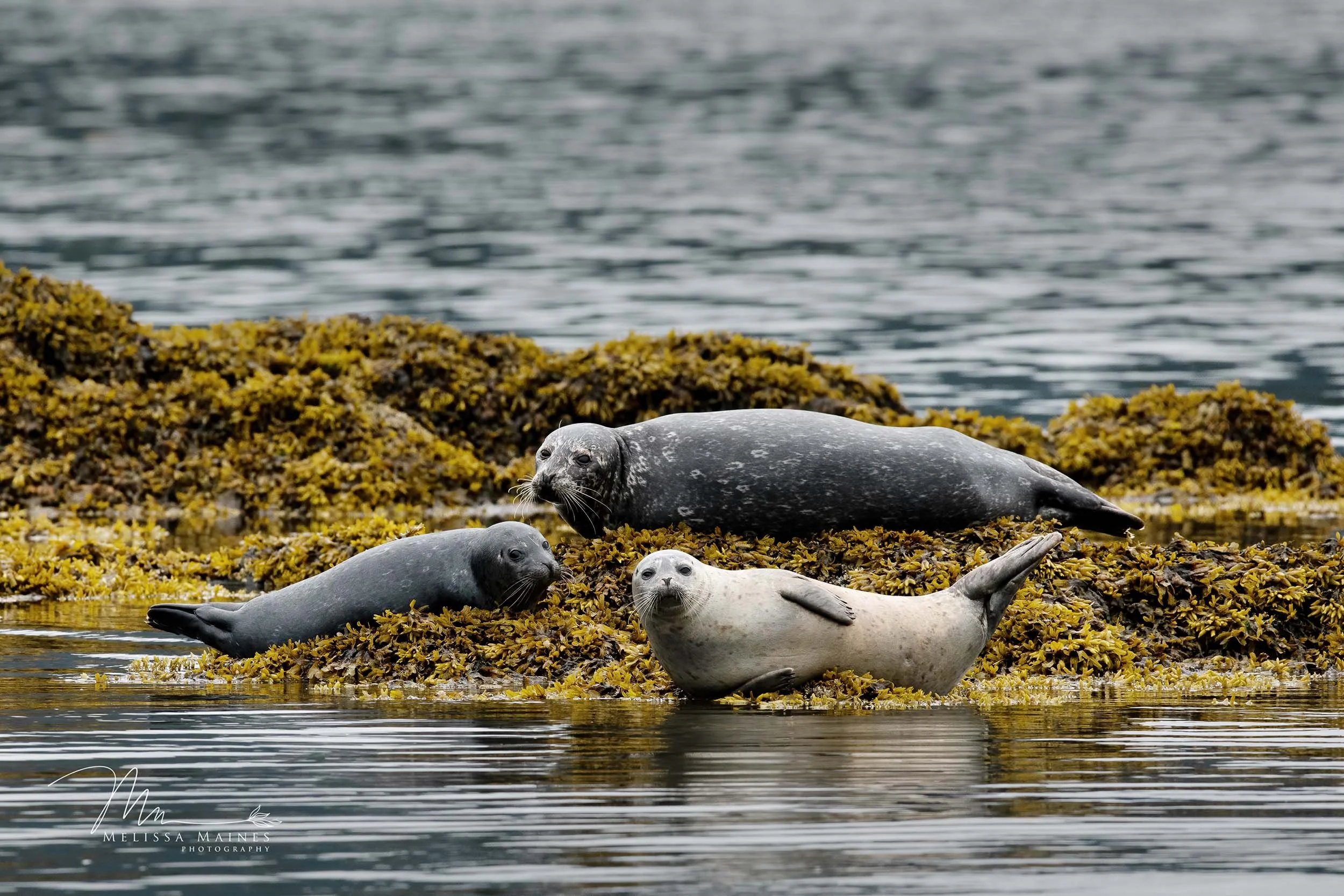 Harbor seals near Seward, Alaska