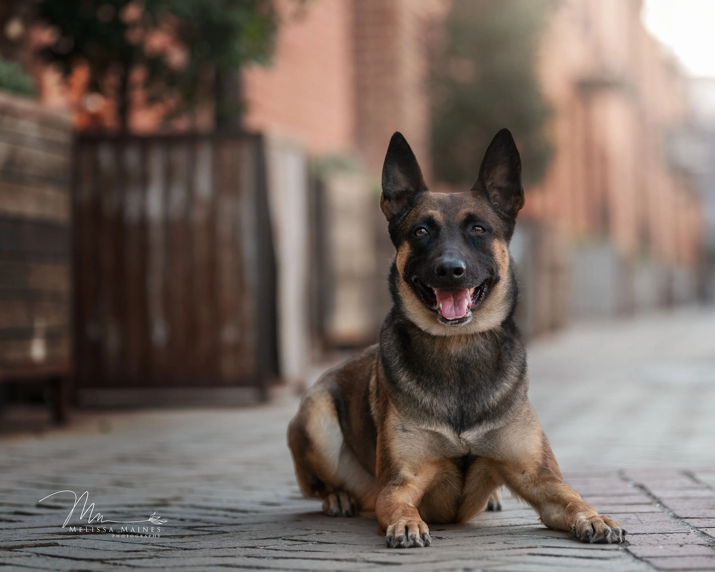 A happy Belgian Malinois dog with pointy ears and a black and tan coat lies on a brick sidewalk at the Fort Worth Stockyards.
