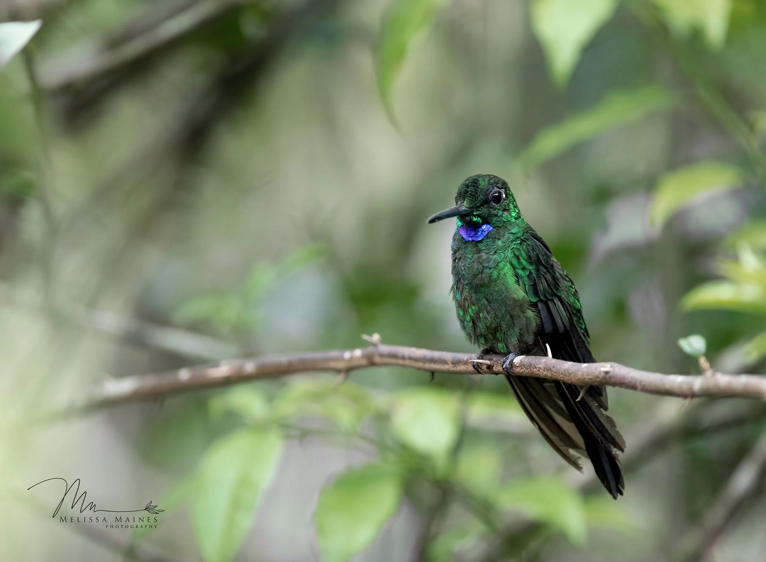 Green-crowned brilliant hummingbird in Ecuador