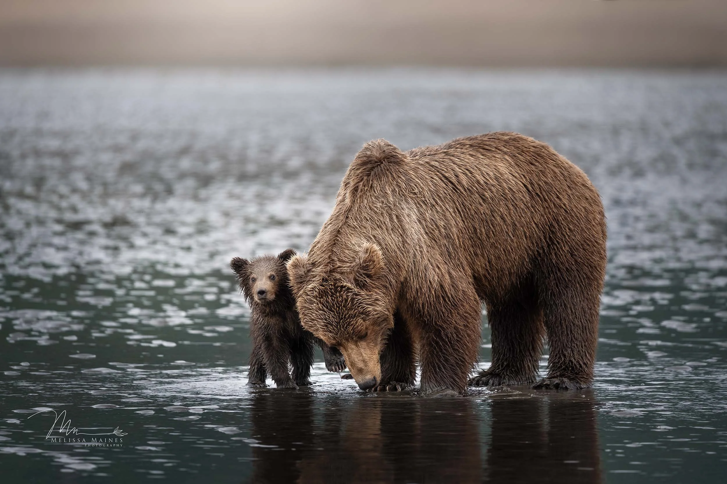 Coastal brown bear family at Lake Clark National Park, Alaska