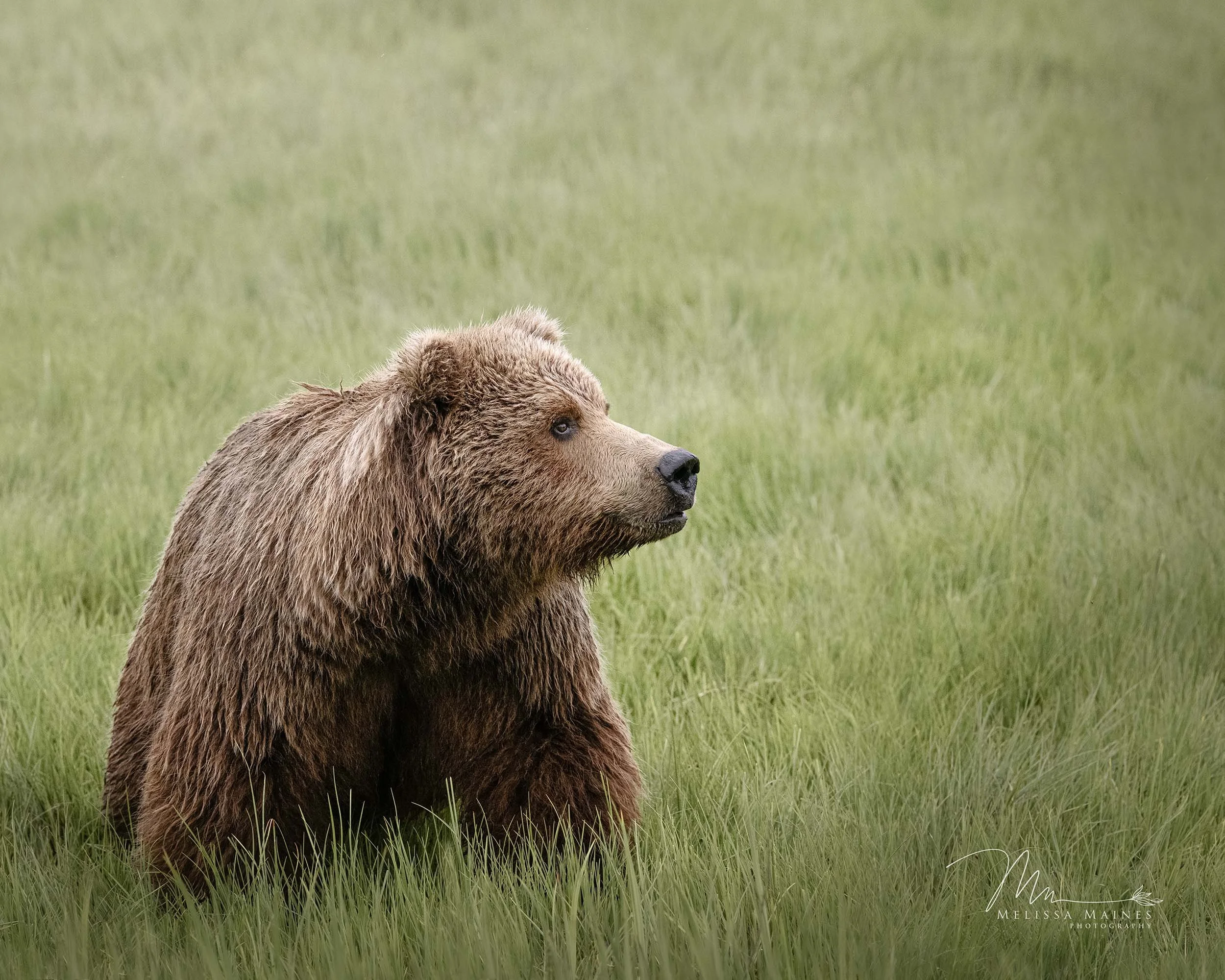 Coastal brown bear at Lake Clark National Park, Alaska