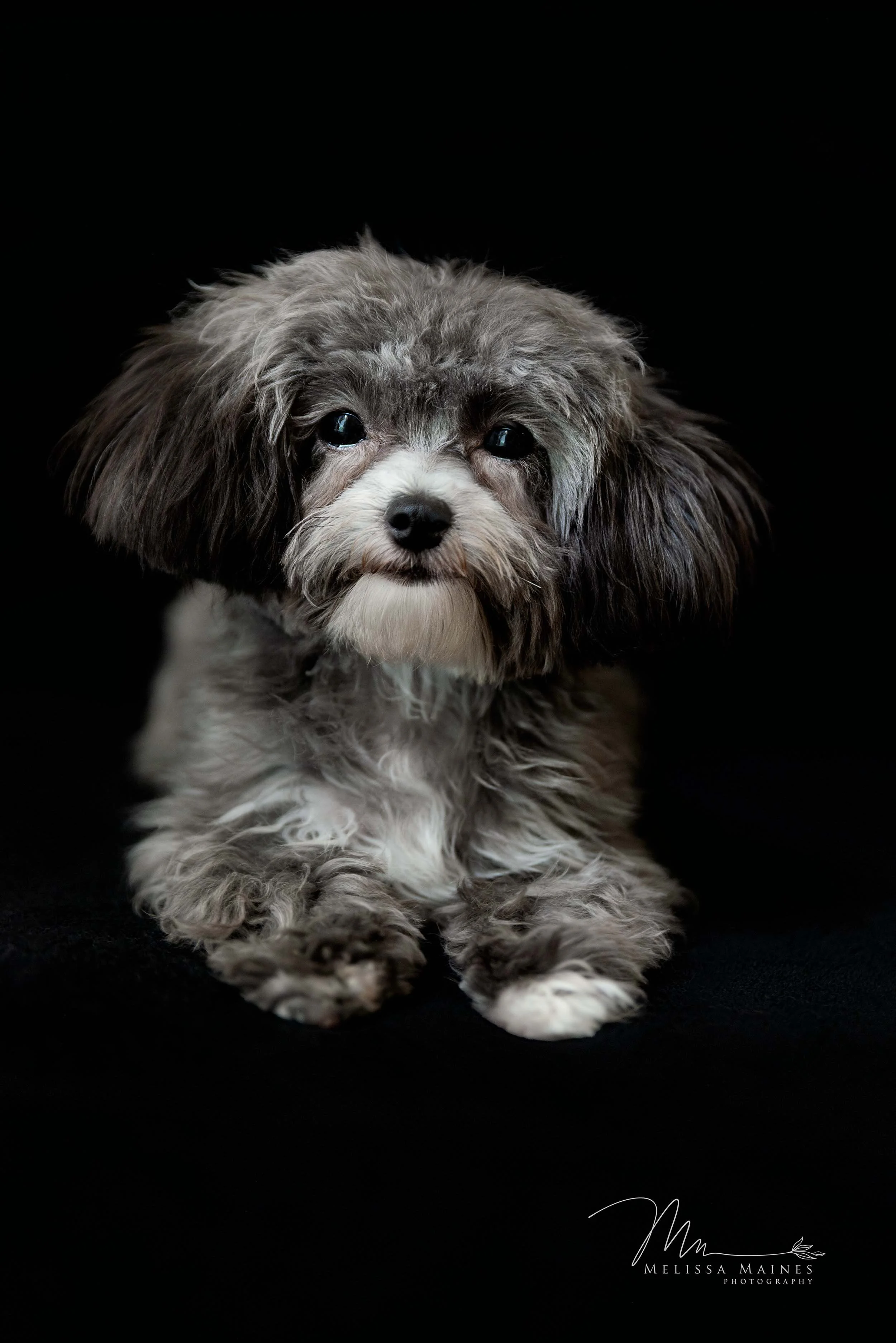 A small, fluffy gray and white puppy with long floppy ears and dark eyes, sitting on a black background.