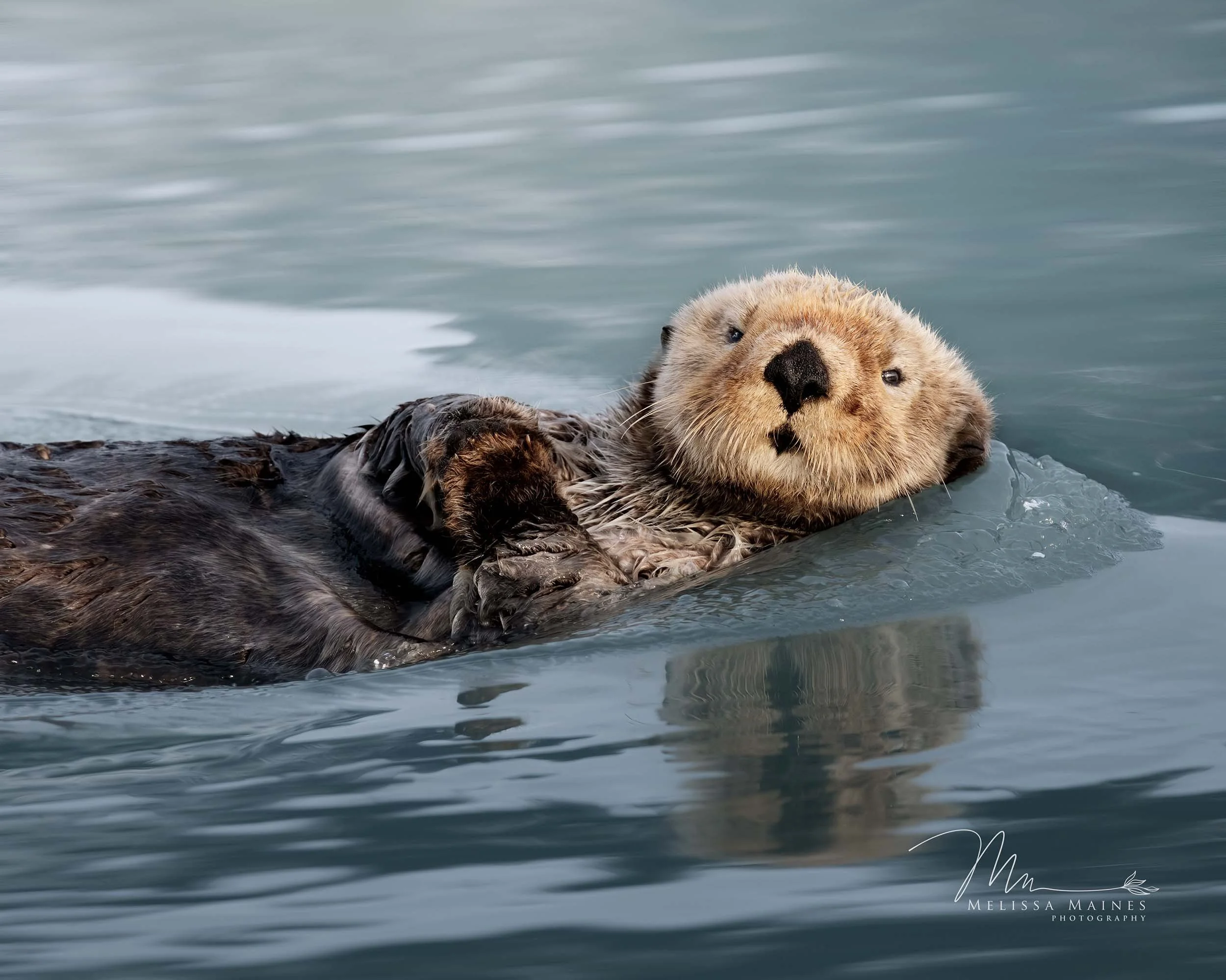 Northern sea otter near Seward, Alaska.