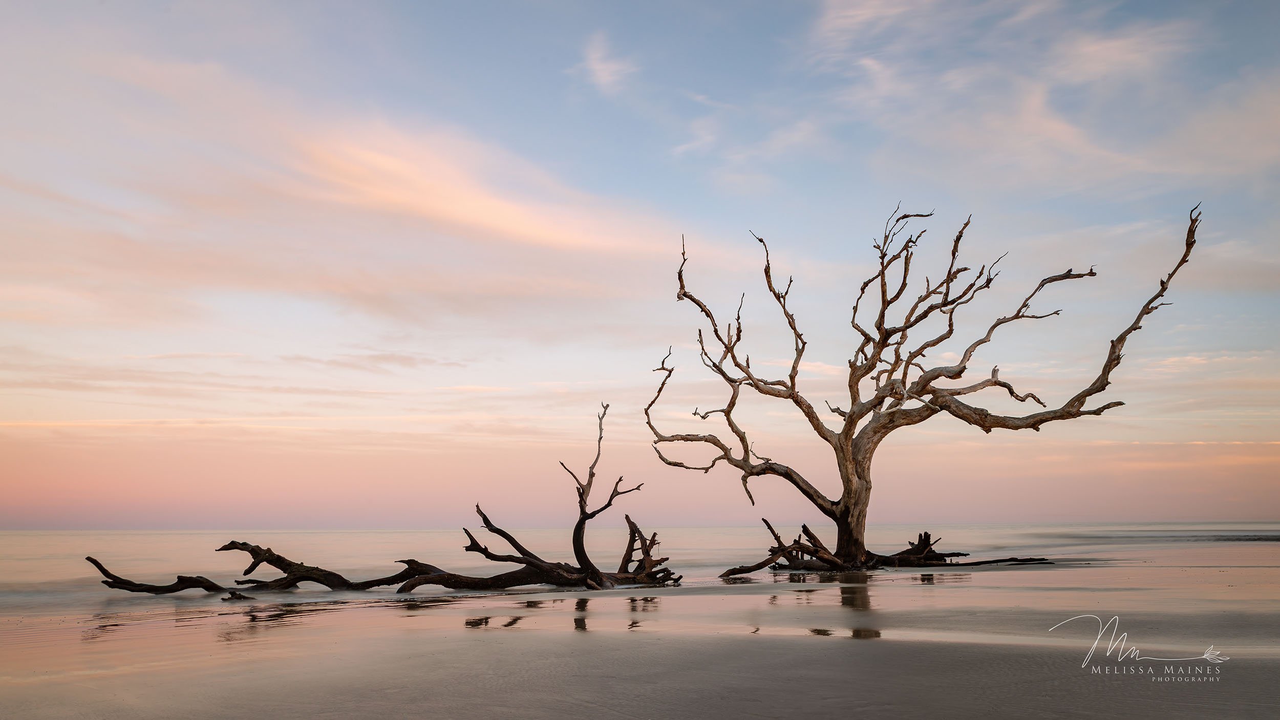 A dead tree leaning on the shore of a calm beach during sunset, with colorful sky and soft clouds.