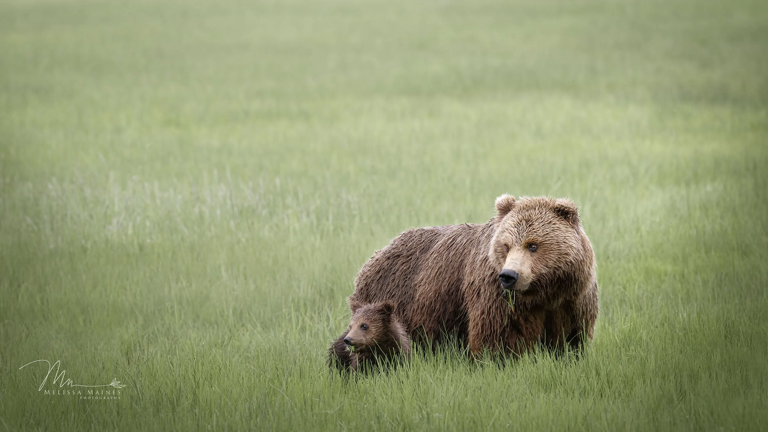 Coastal brown bear family at Lake Clark National Park, Alaska
