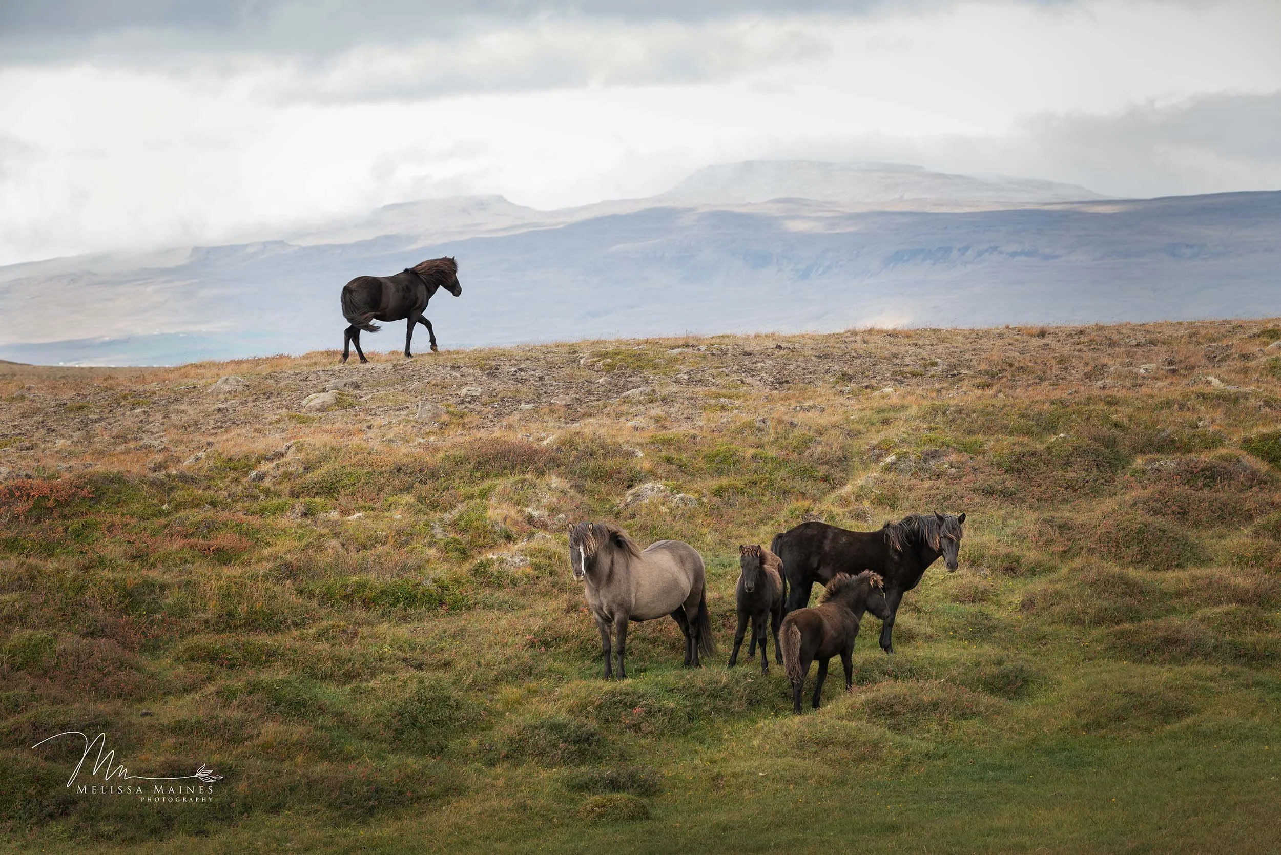 Wild Icelandic horses in the countryside of Iceland