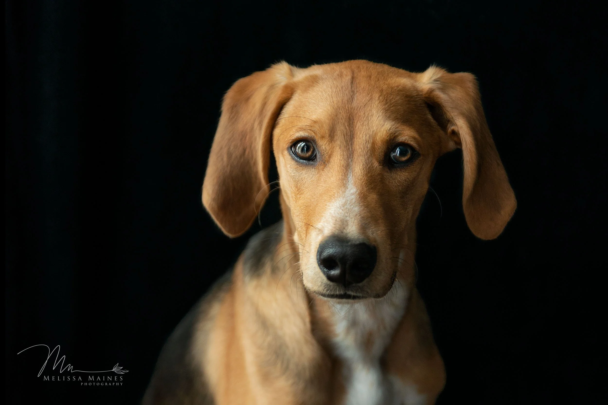 Close-up of a brown and black hound dog with floppy ears against a black background.