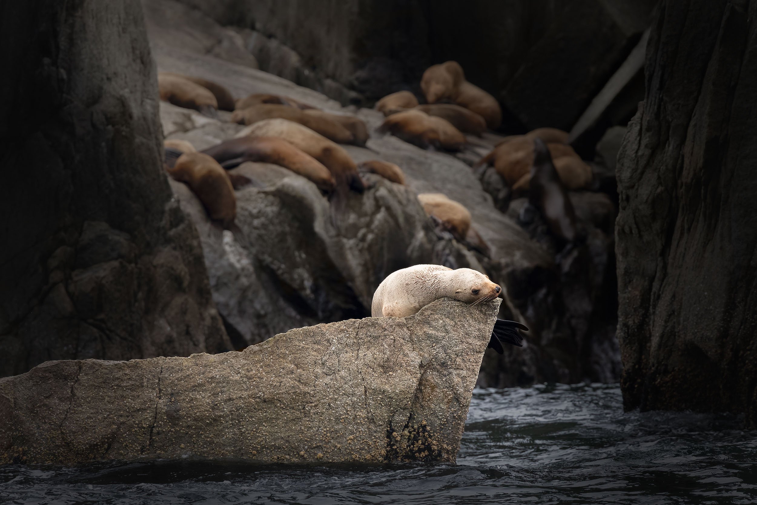 A group of sea lions resting on rocks by the water with a young pale color sealion, near Seward, Alaska.