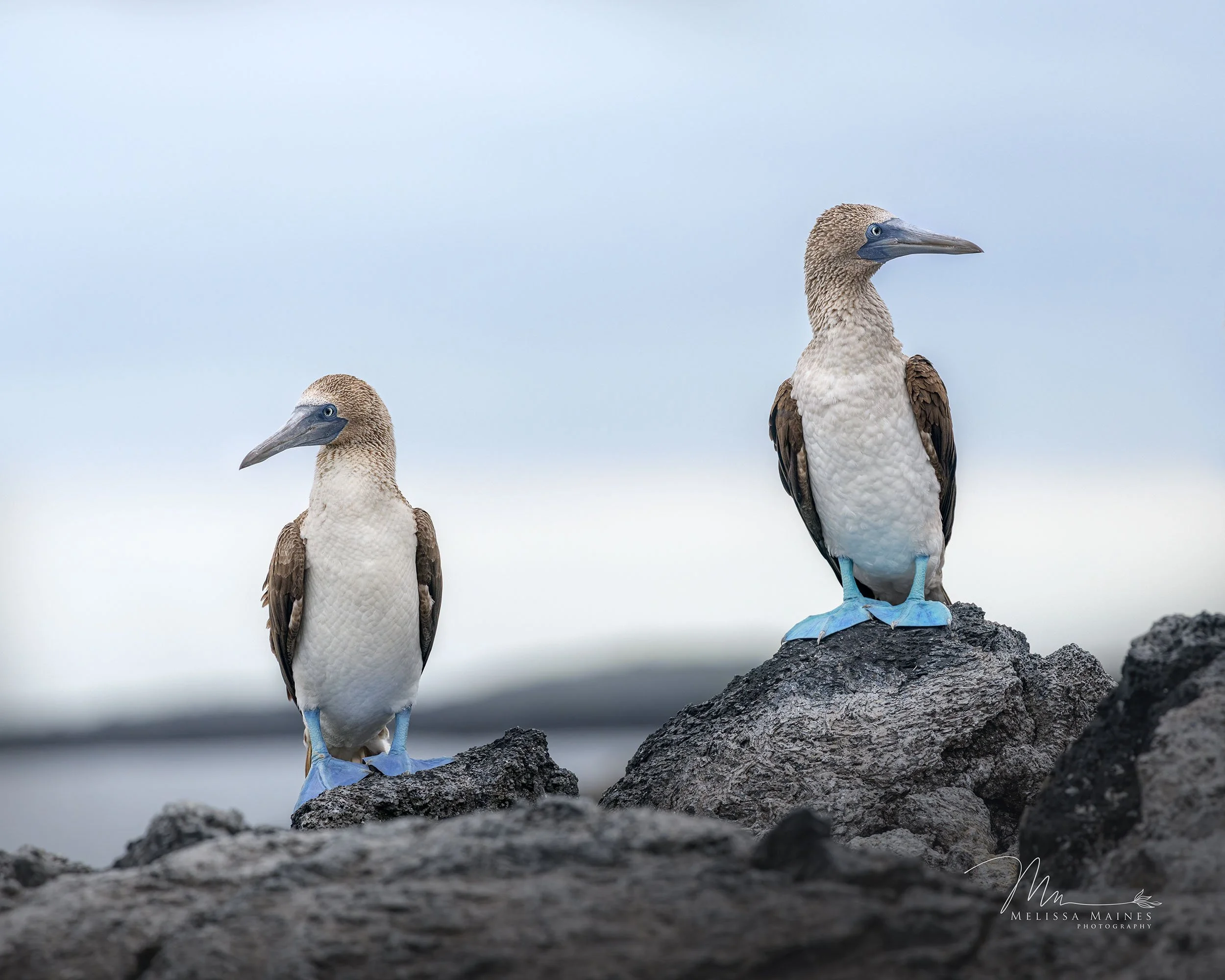 Blue-footed boobies off Isla Isabela, Galapagos Islands