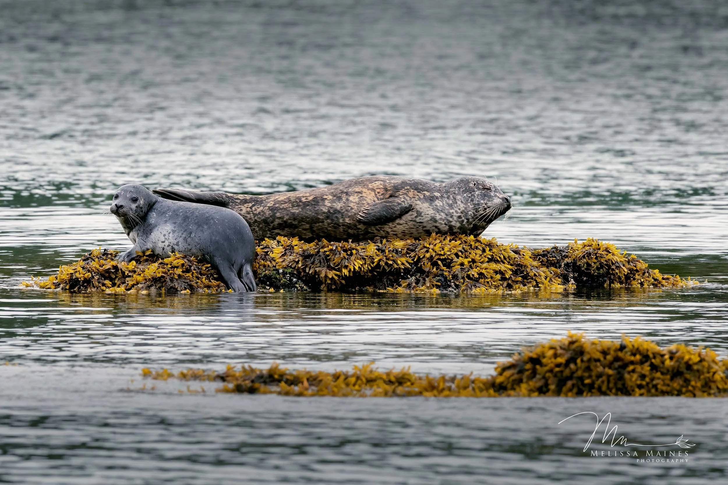 Harbor seals near Seward, Alaska