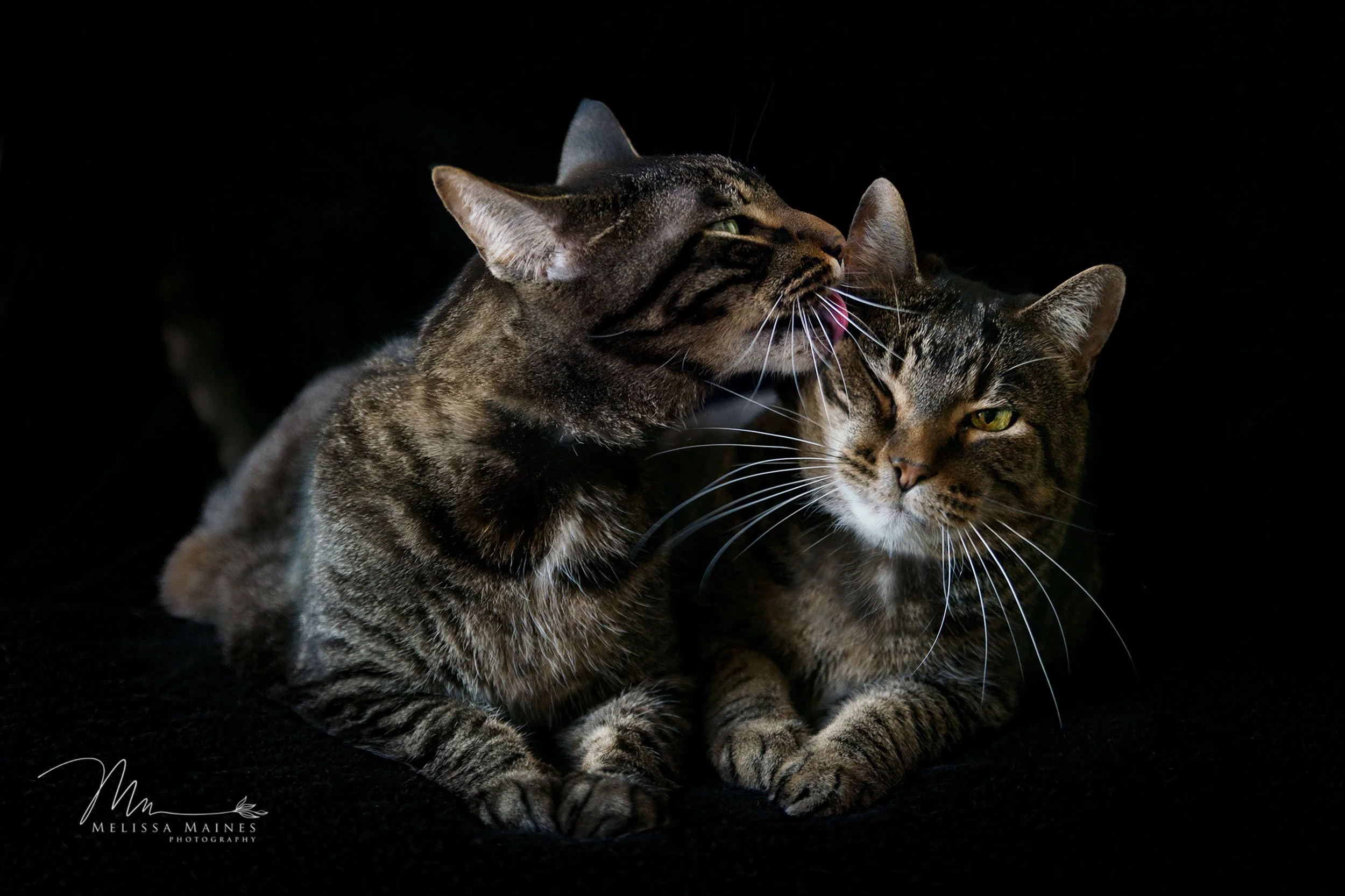Two tabby cats grooming each other on a black background.