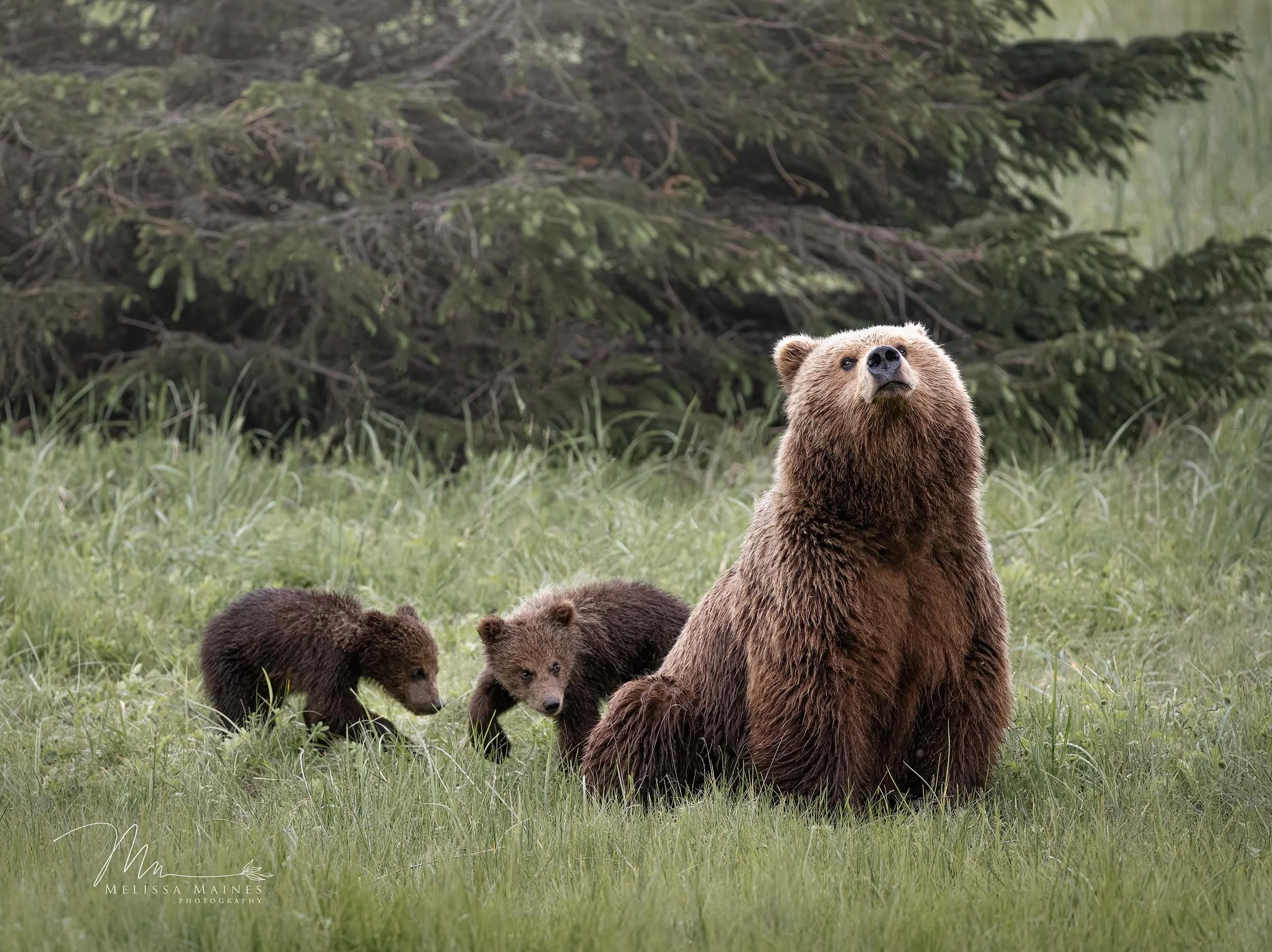 Coastal brown bear family at Lake Clark National Park, Alaska