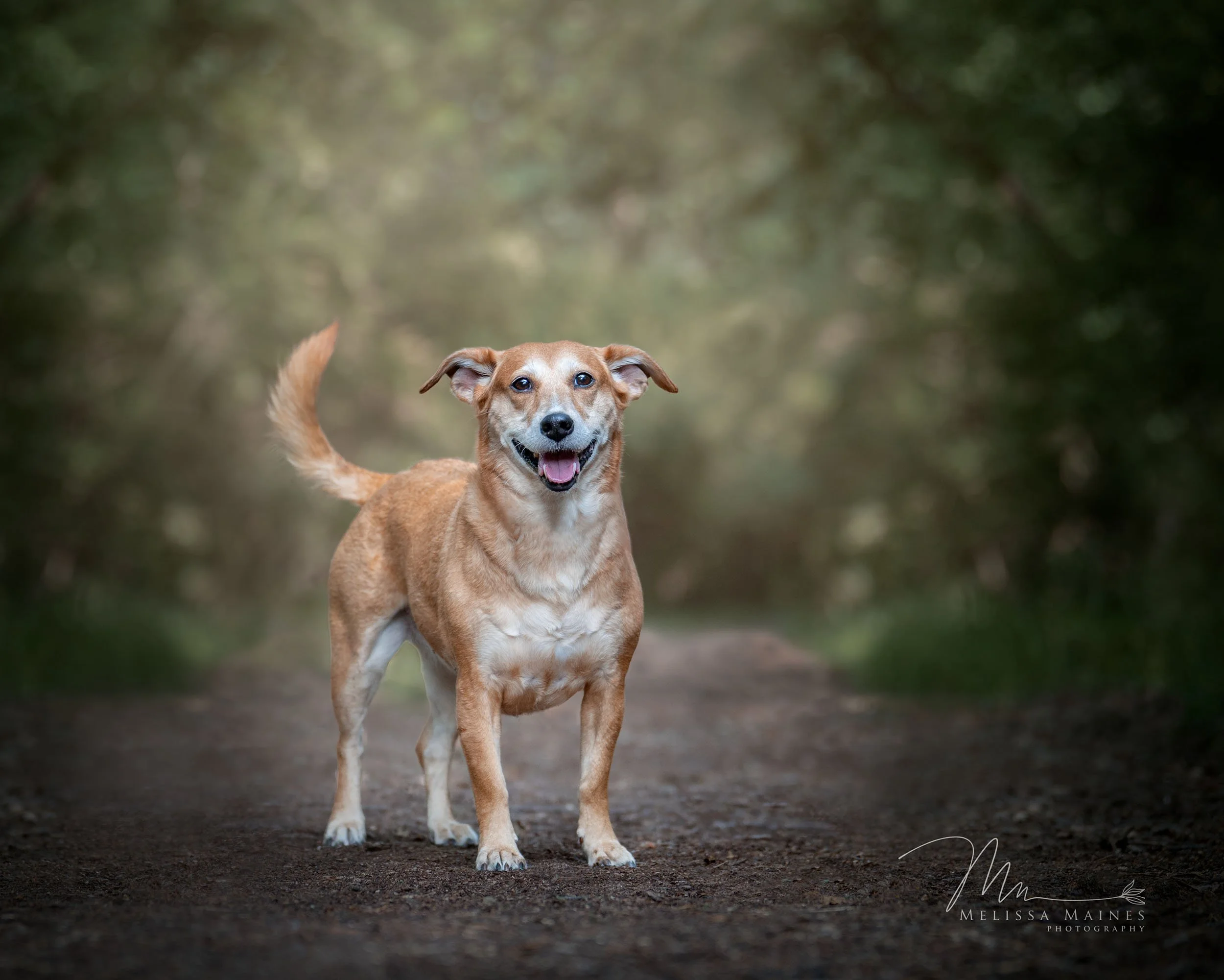 Smiling dog with tan fur standing on a dirt path in a forested area with green blurred trees in the background.