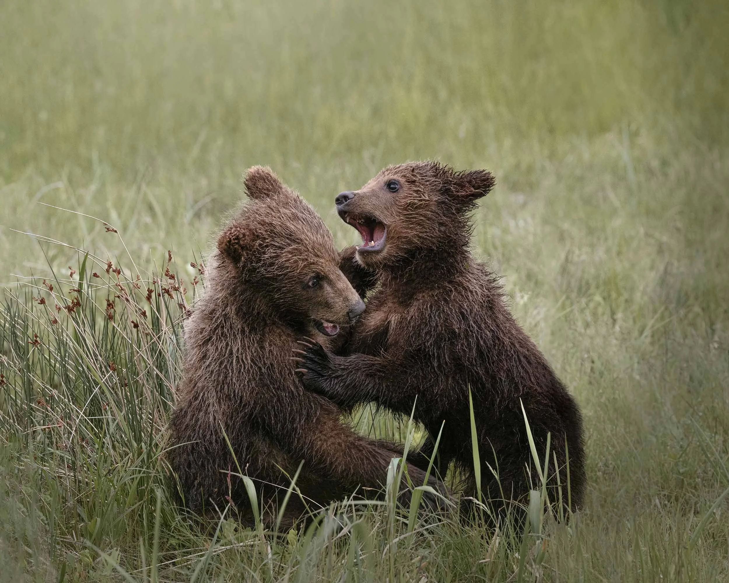 Two coastal brown bear cubs playing in a grassy field at Lake Clark National Park, Alaska.