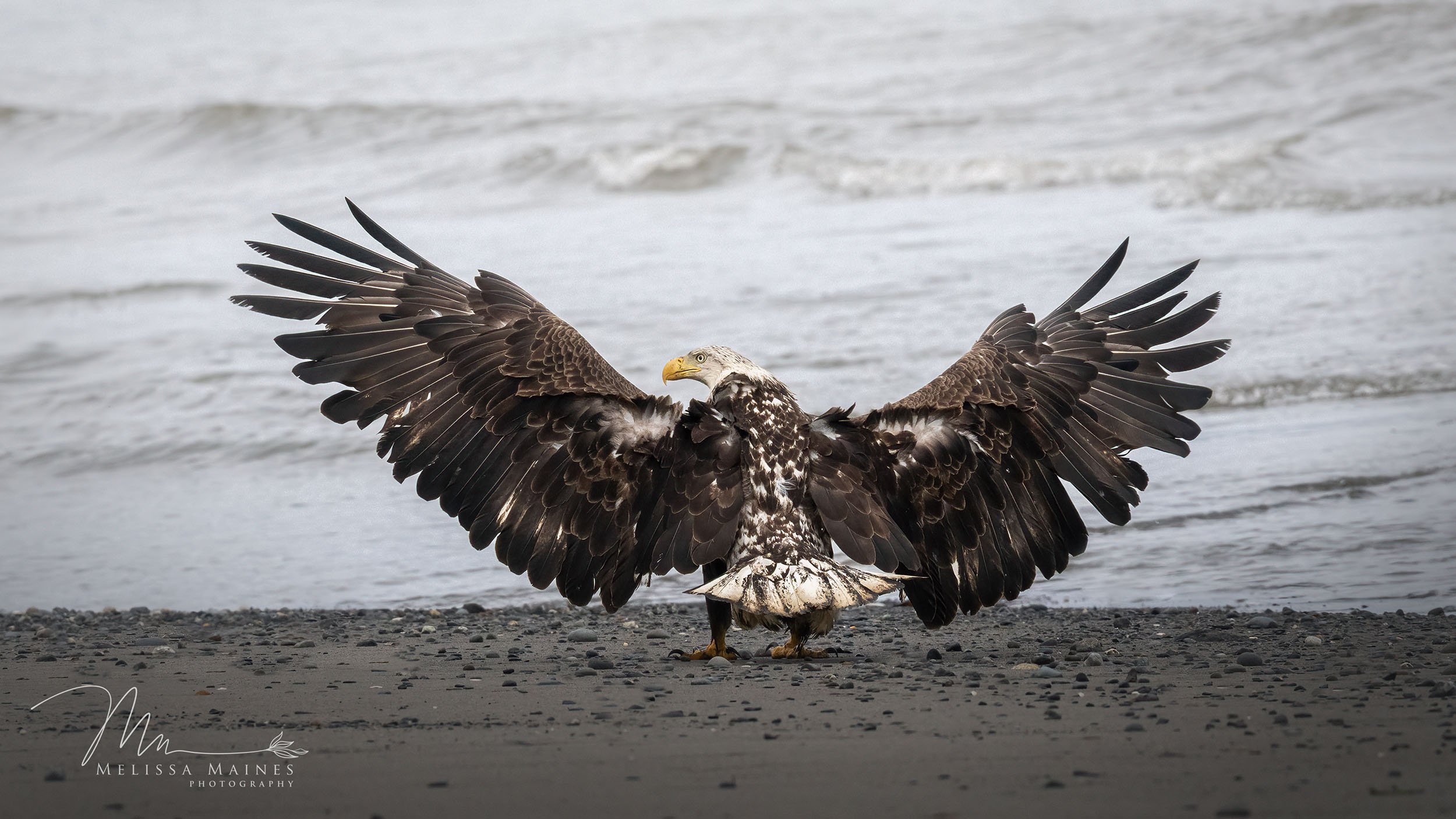 American bald eagle near Homer, Alaska