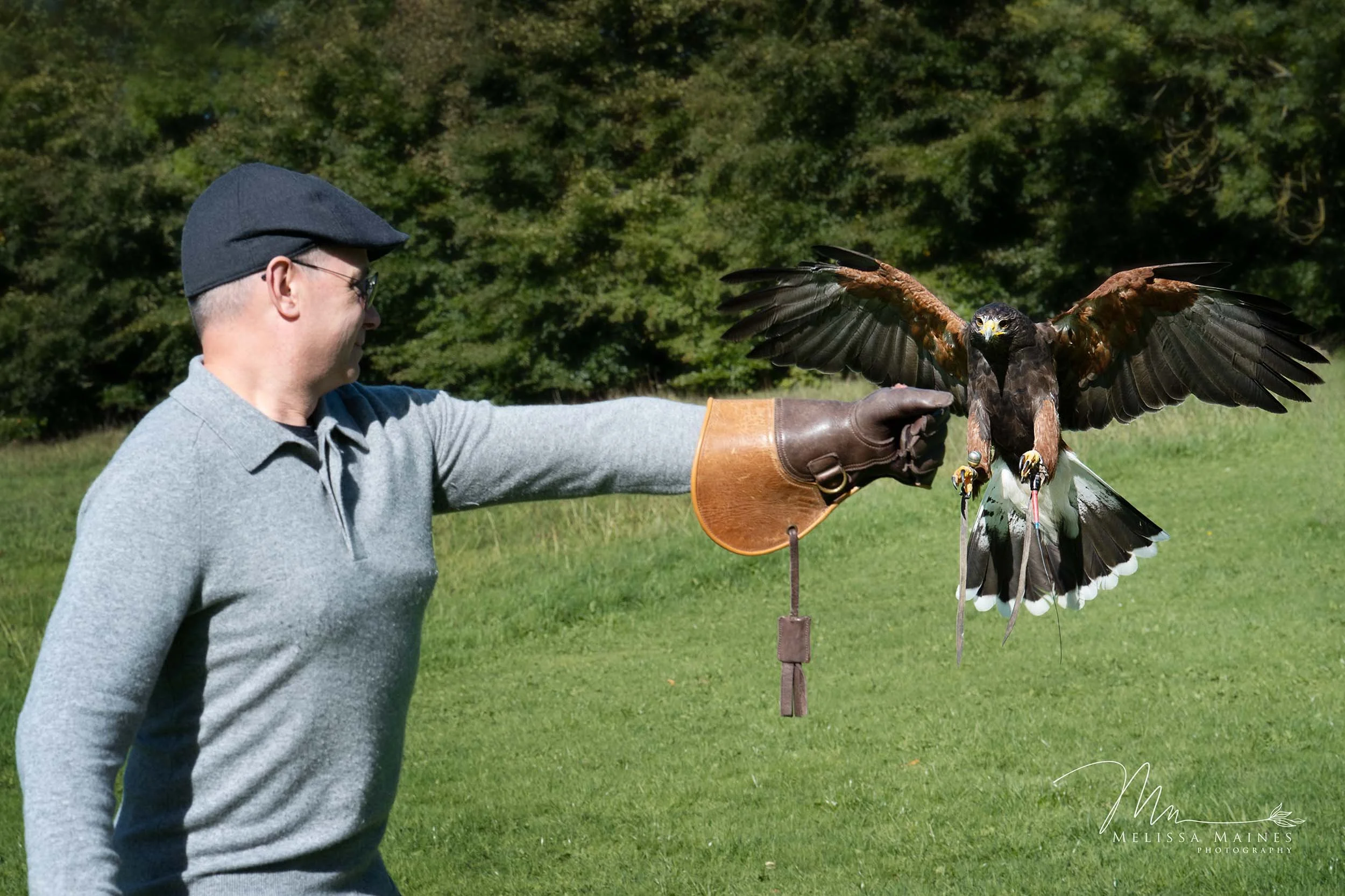 Mabel, the Harris Hawk, landing on Jamie's glove