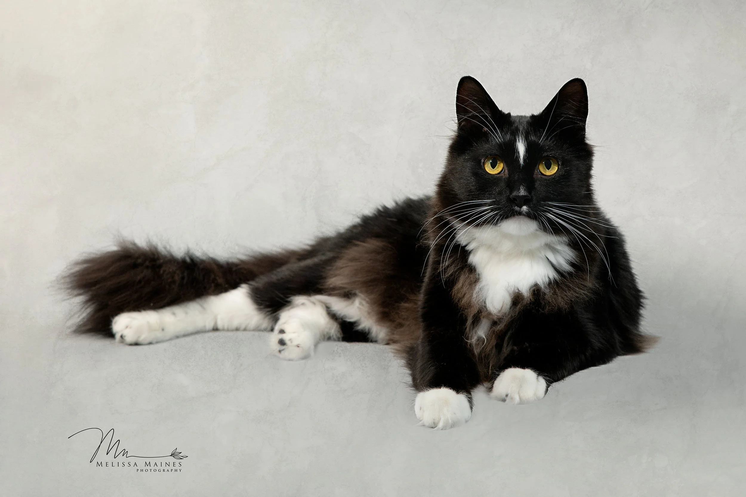A black and white cat lying on a light gray surface with a textured white background.