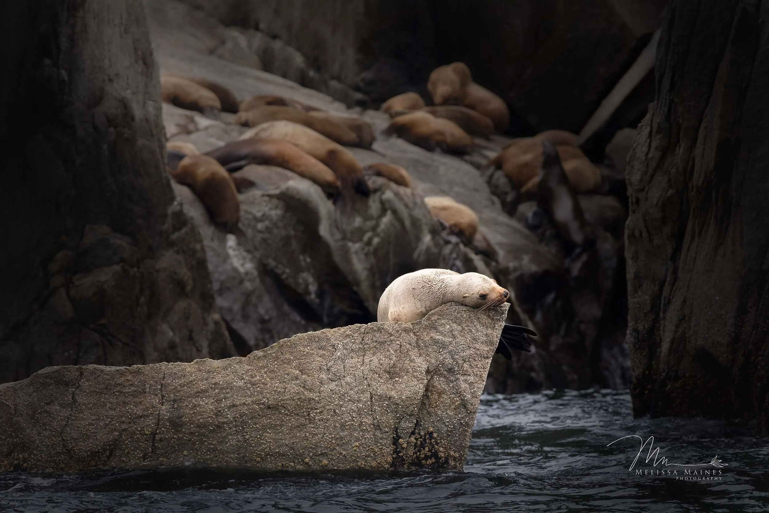 Stellar sea lions near Seward, Alaska.