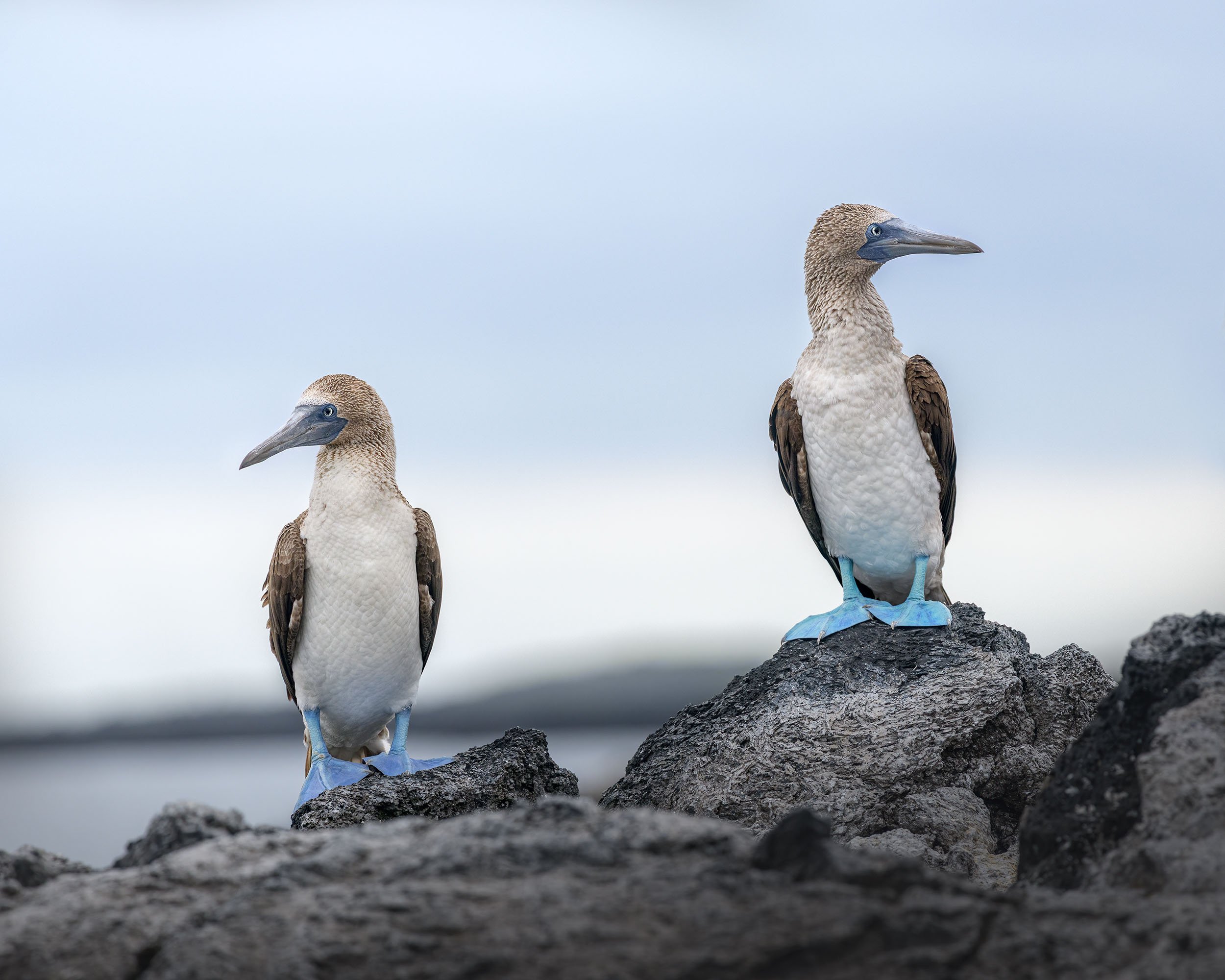 Two blue-footed boobies standing on rocks near water in the Galapagos Islands.