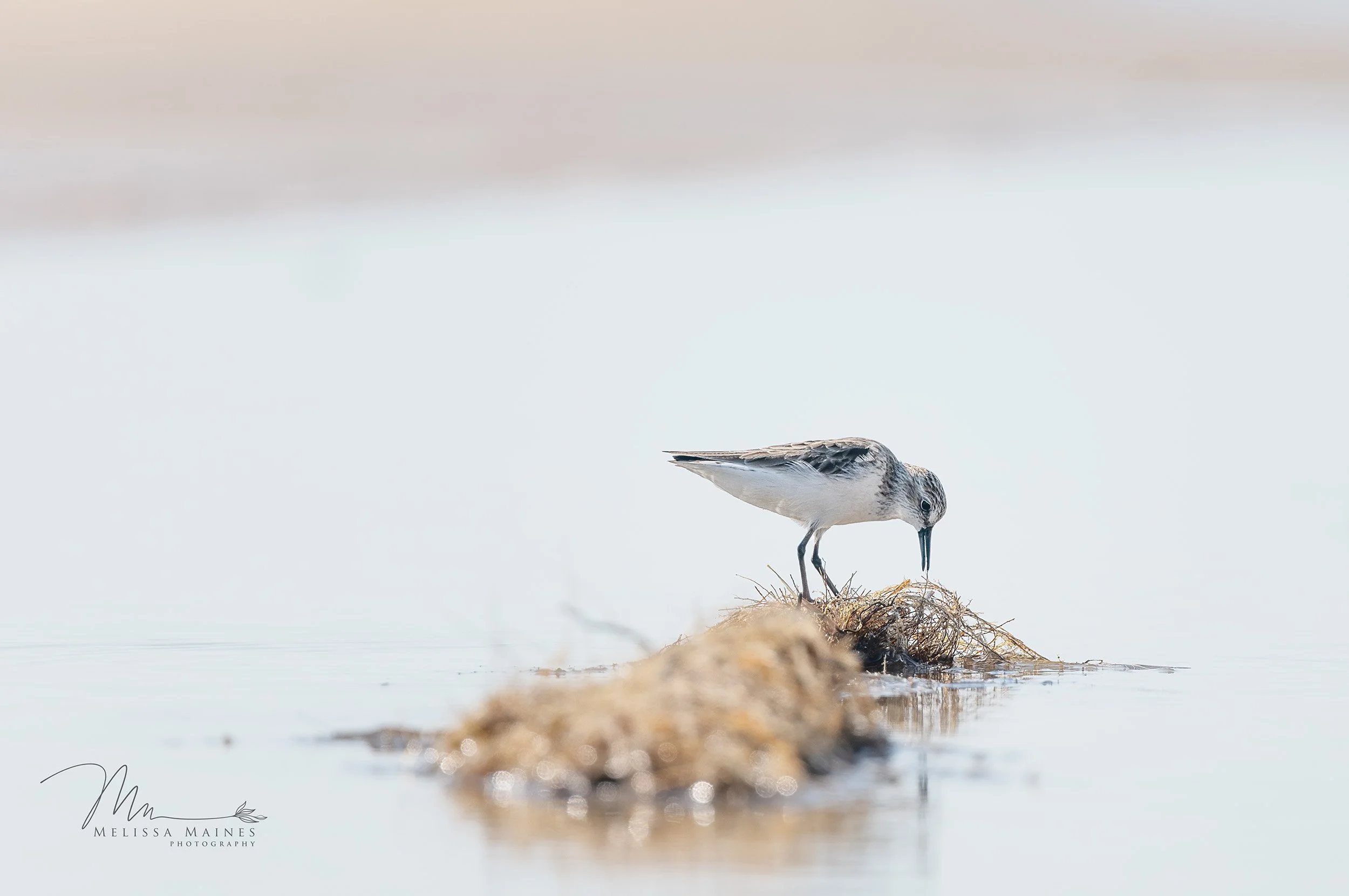 Sand pipers on a beach in the Outer Banks