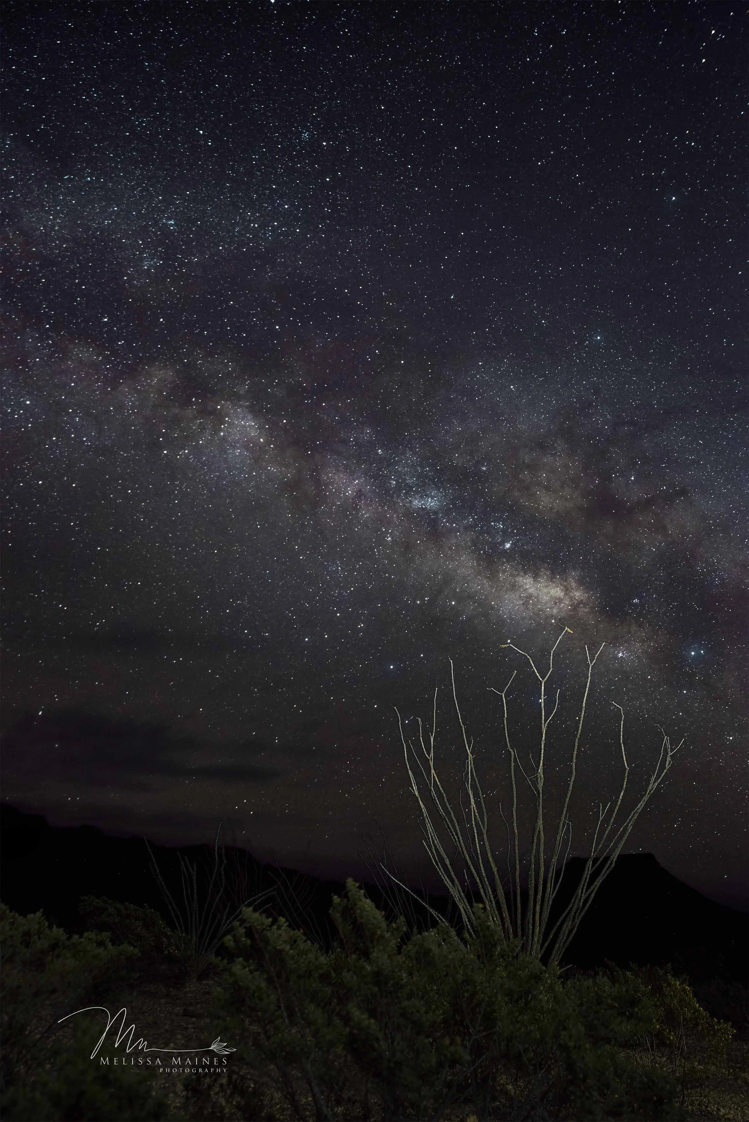 Night sky filled with stars and the Milky Way galaxy, with desert plants and mountains in the foreground.