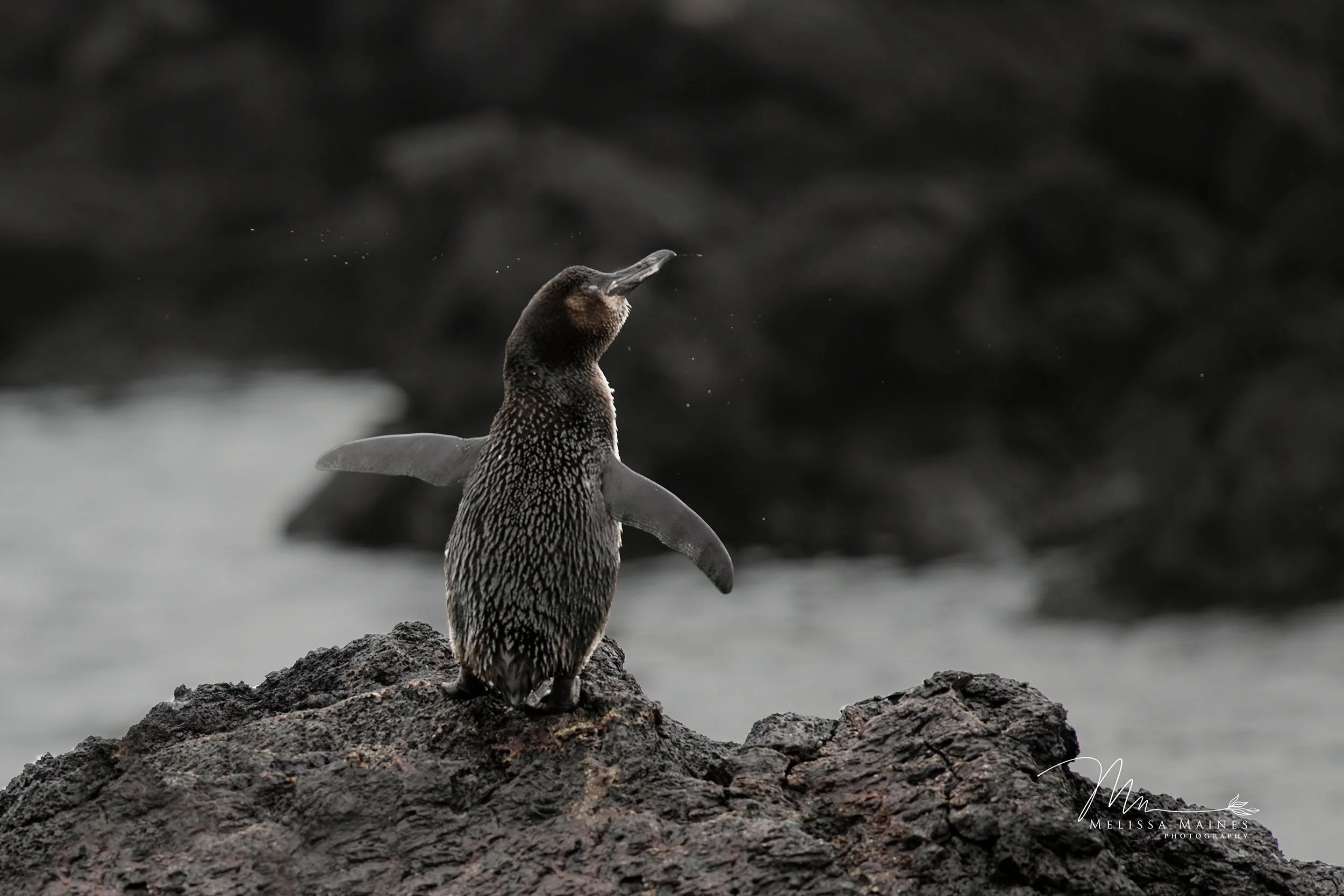Galapagos penguin near Isla Isabela, Galapagos Islands