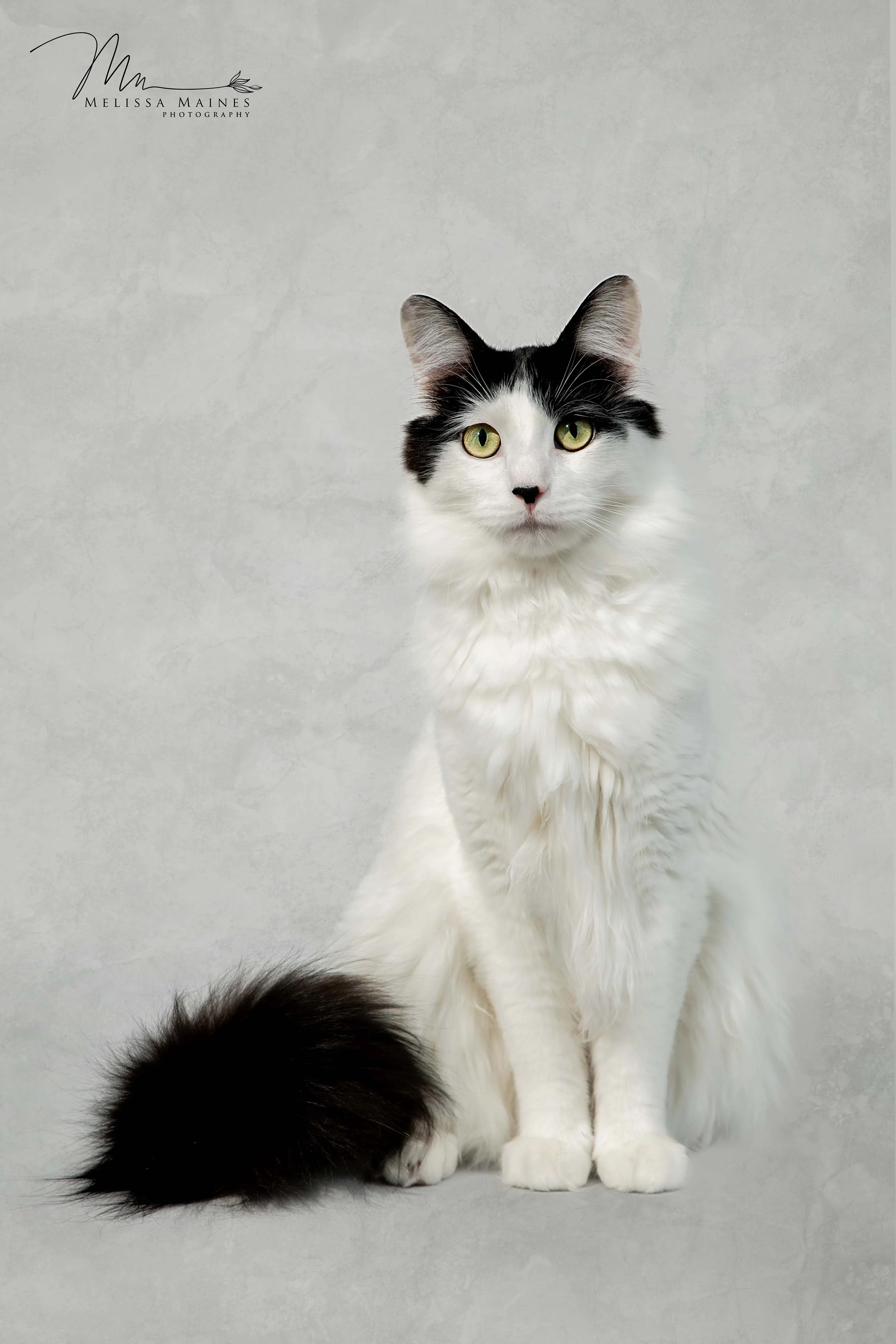 A long-haired black and white cat with yellow-green eyes sitting against a light gray textured background. The cat has a distinctive black patch over its left eye and a black tail, with the rest of its fur being white.