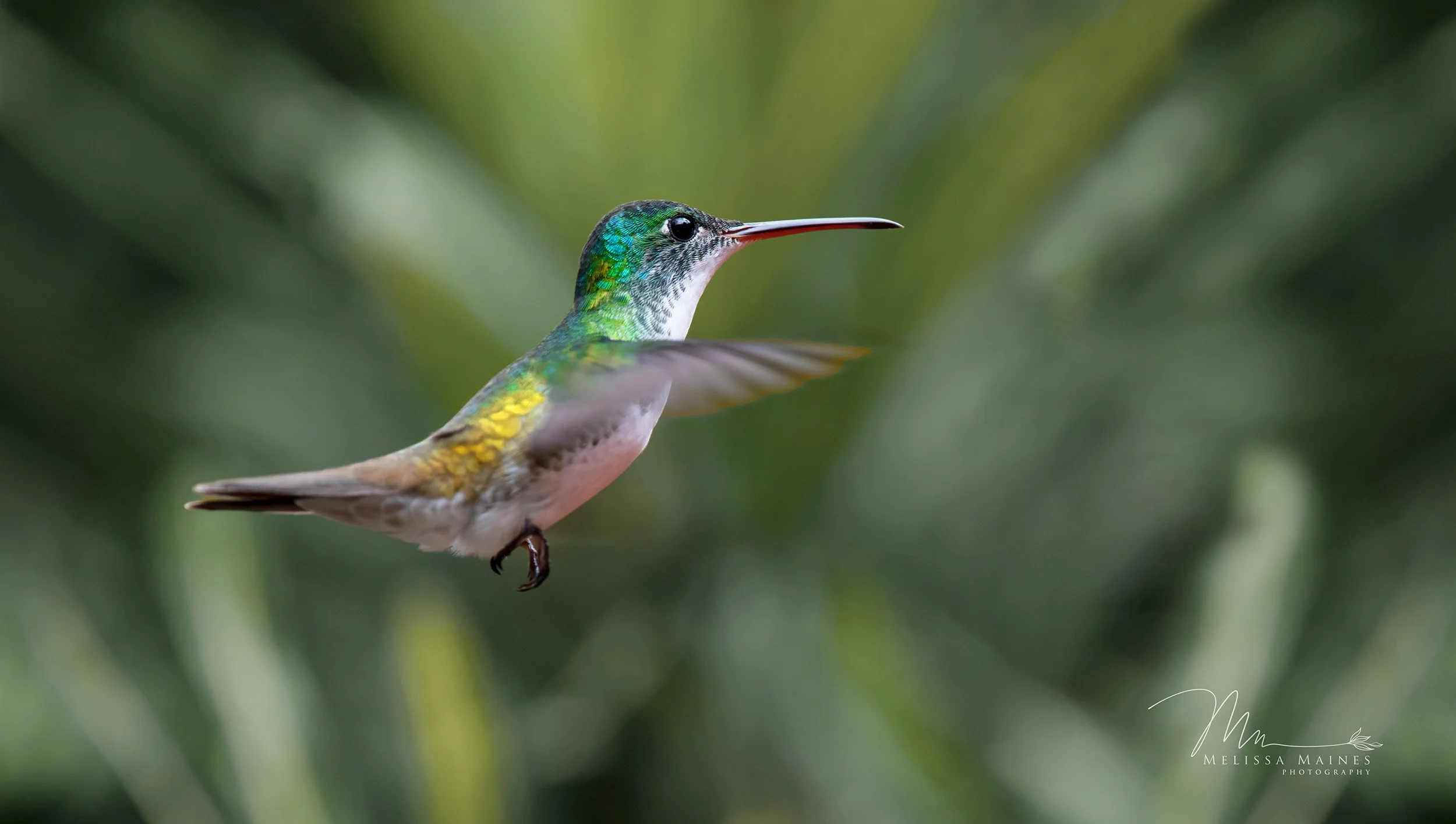Amazilla hummingbird hovering in Ecuador