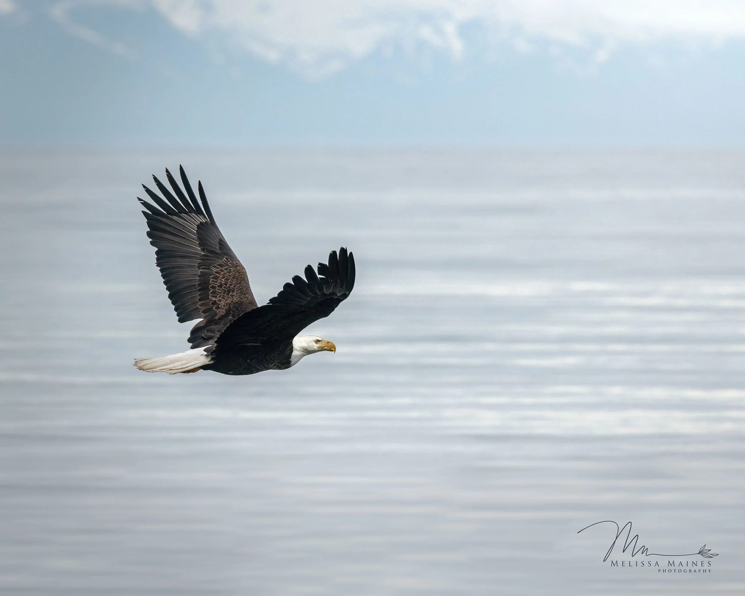 American bald eagle near Homer, Alaska