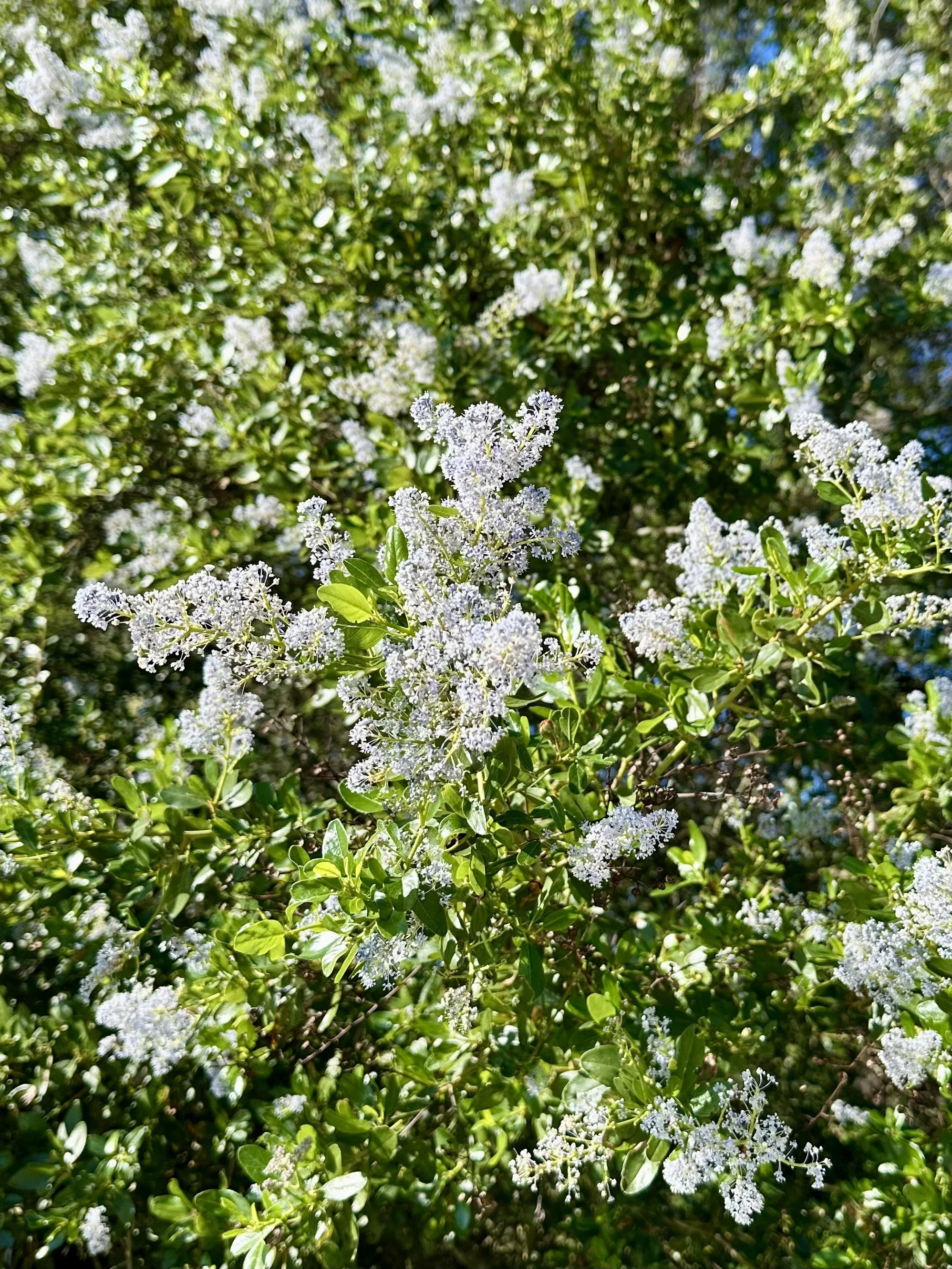 Ceanothus