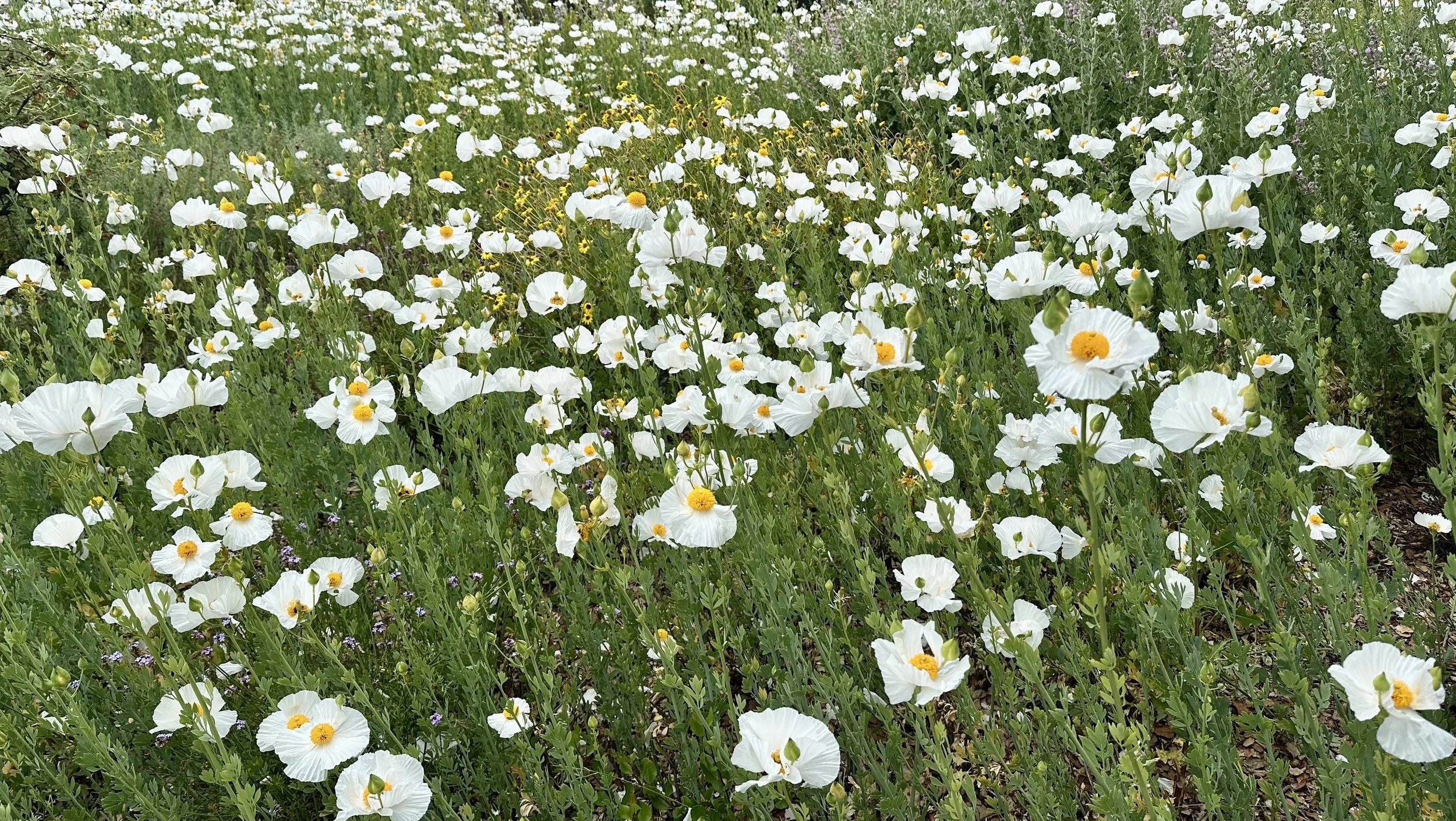 Matilija poppy