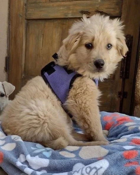 A fluffy light-colored puppy with heterochromatic eyes sitting on a blanket, wearing a purple harness, with another puppy partially visible in the background.