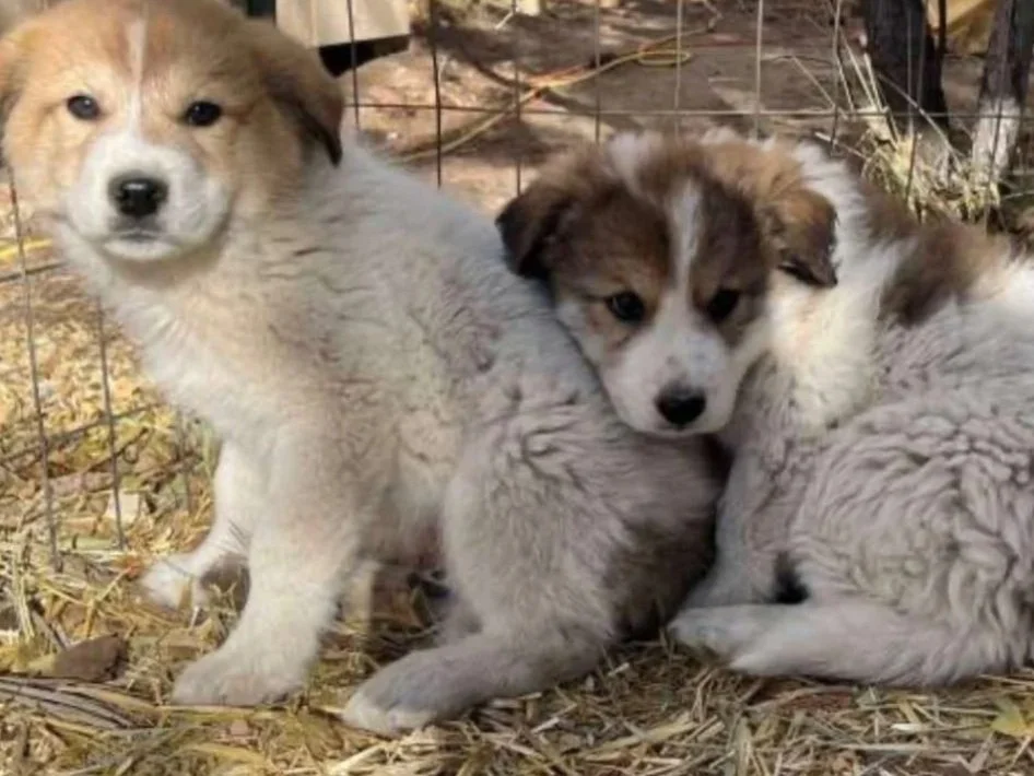 Three adorable puppies in a fenced outdoor area with dry leaves and grass.
