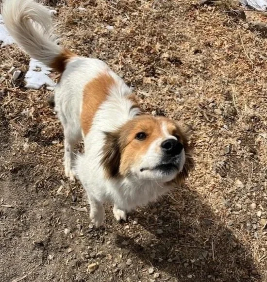 Small white and brown dog outdoors on dirt ground, looking up at the camera with a happy expression.