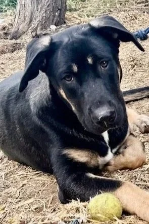 Black and tan puppy lying on dirt next to a yellow tennis ball and a tangled piece of fabric. There is a tree and some vegetation in the background.