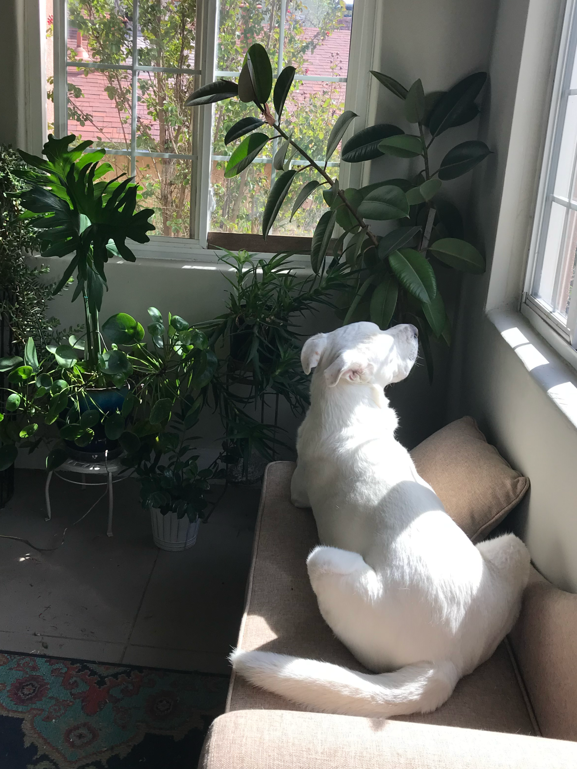 Hank and Ryan’s Story