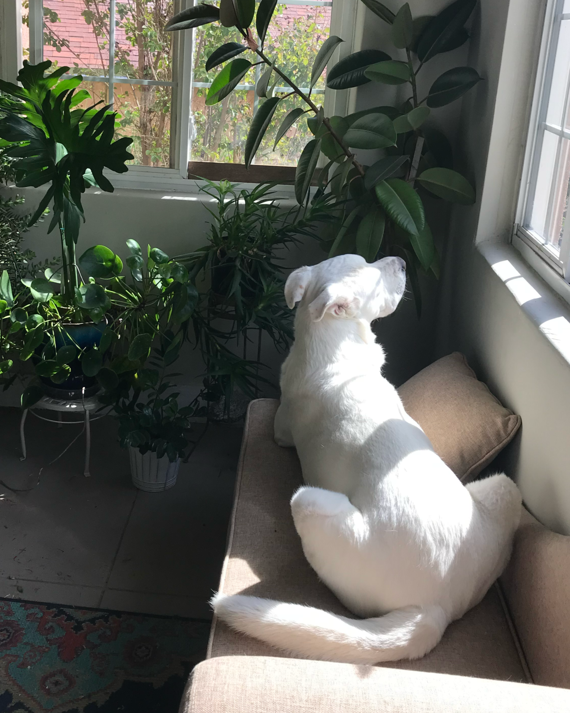 Hank and Ryan’s Story