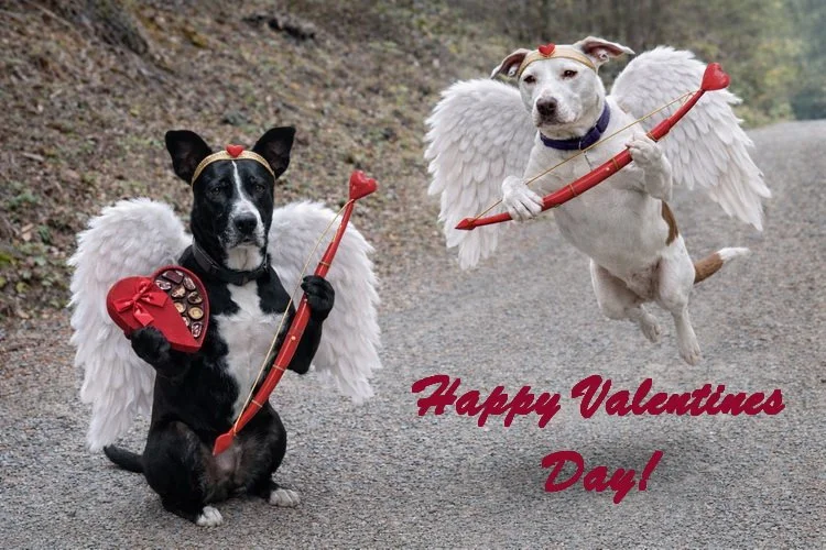 Valentine’s Day Fundraiser Success